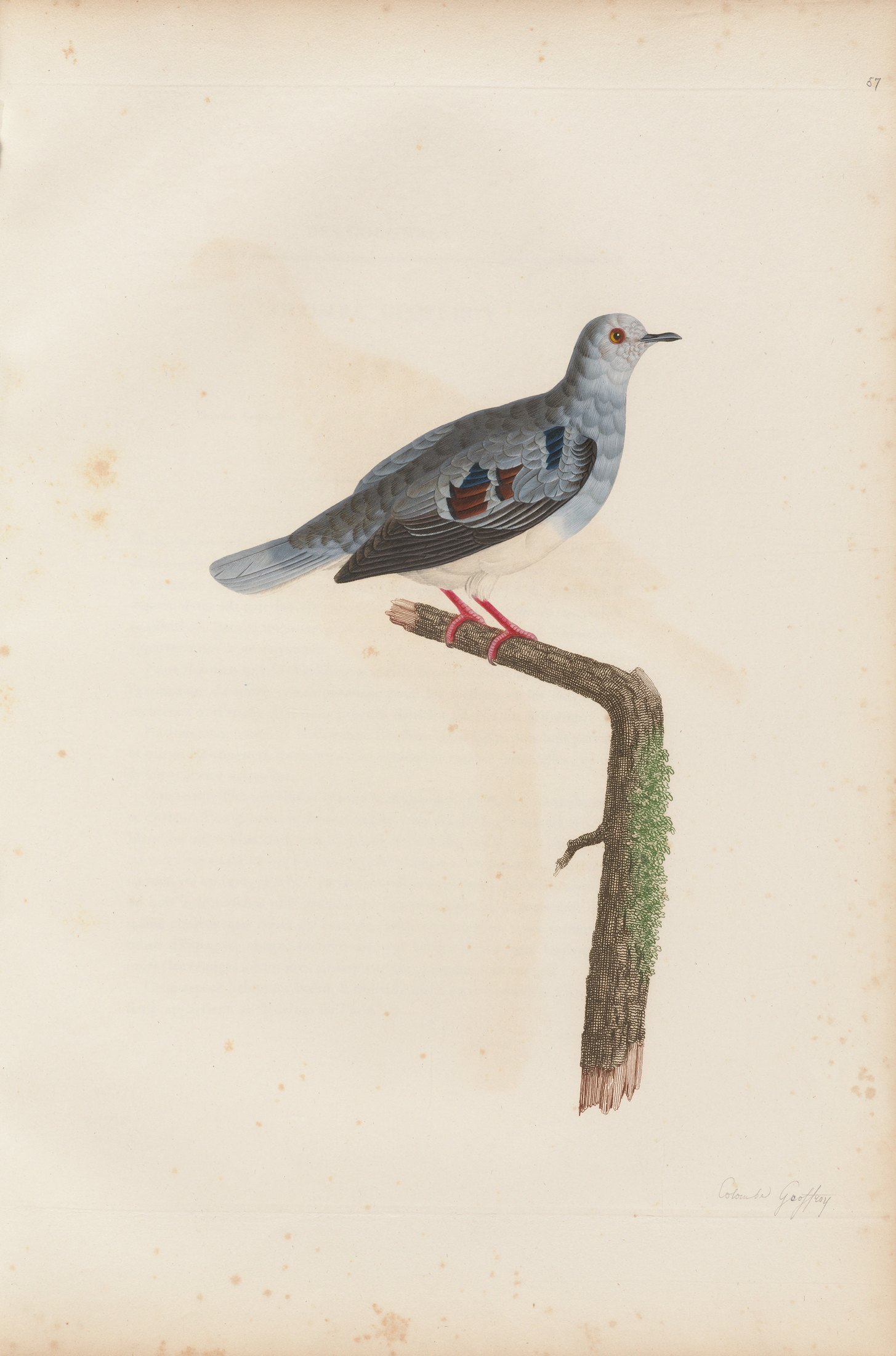 Columba godefridi — C. J. Temminck and Pauline Knip