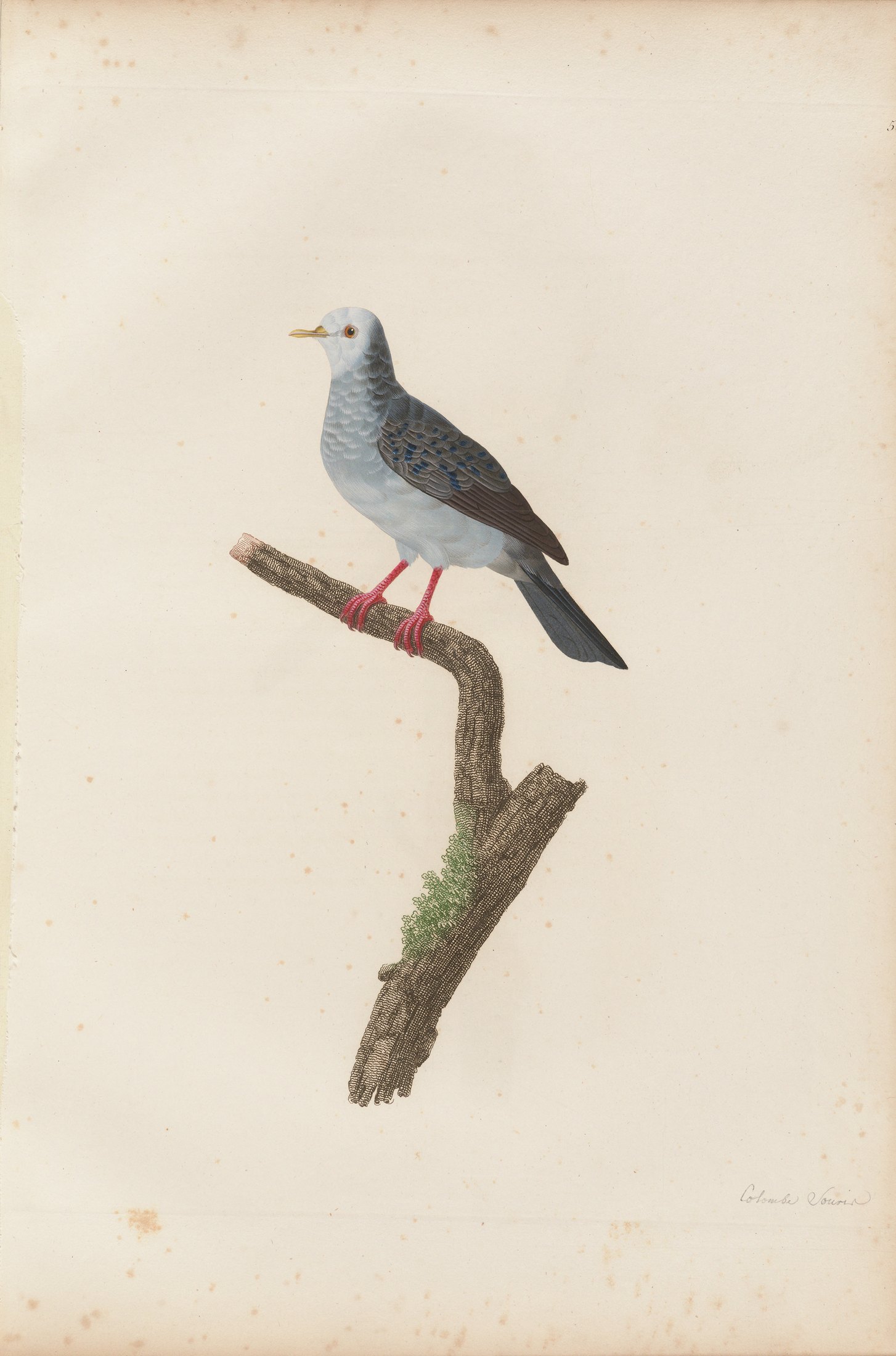 Columba cinerea — C. J. Temminck and Pauline Knip