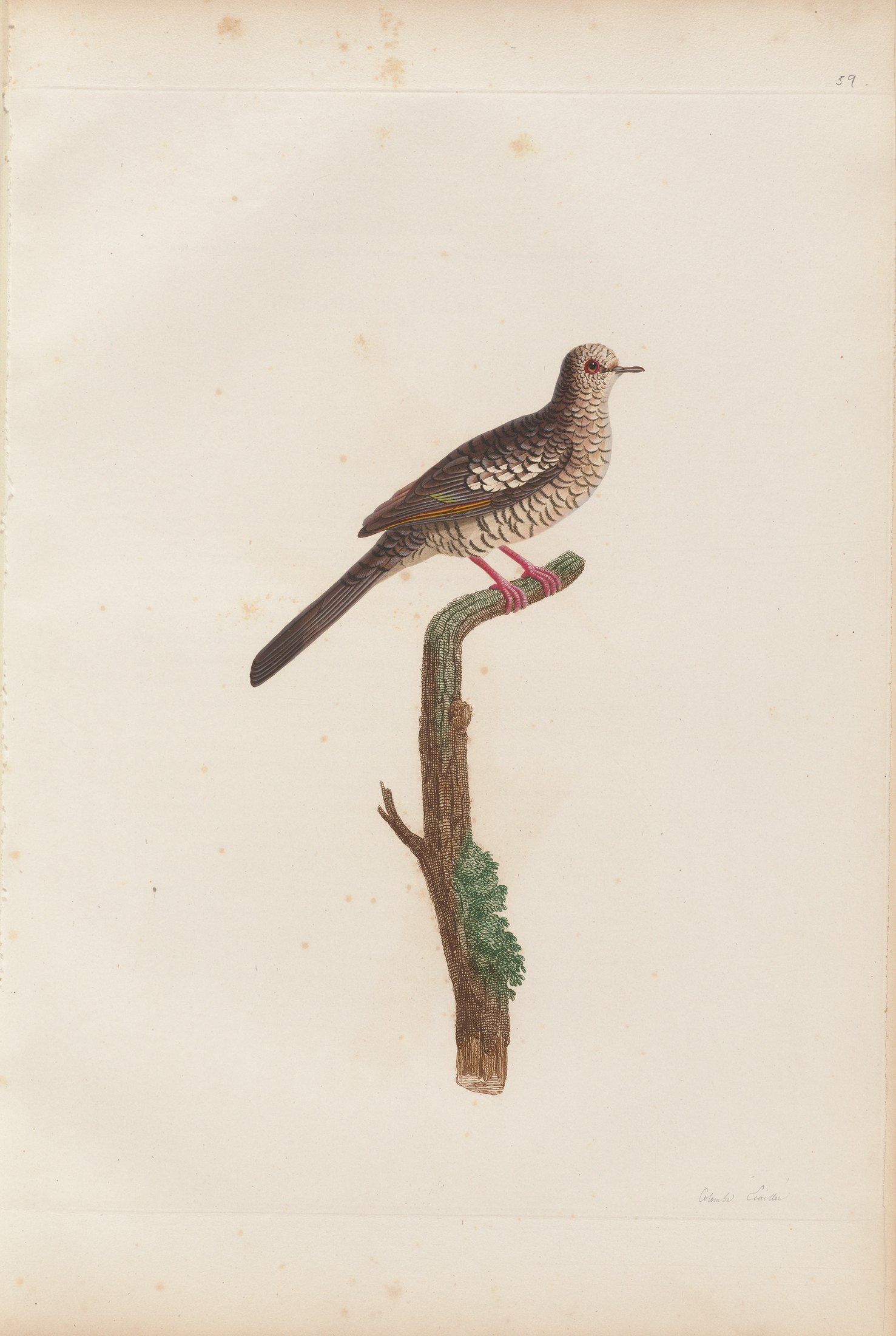 Columba squamosa — C. J. Temminck and Pauline Knip