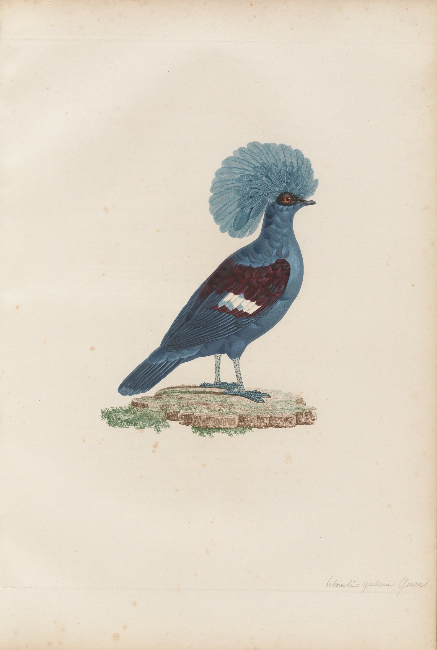 Columba coronata — C. J. Temminck and Pauline Knip