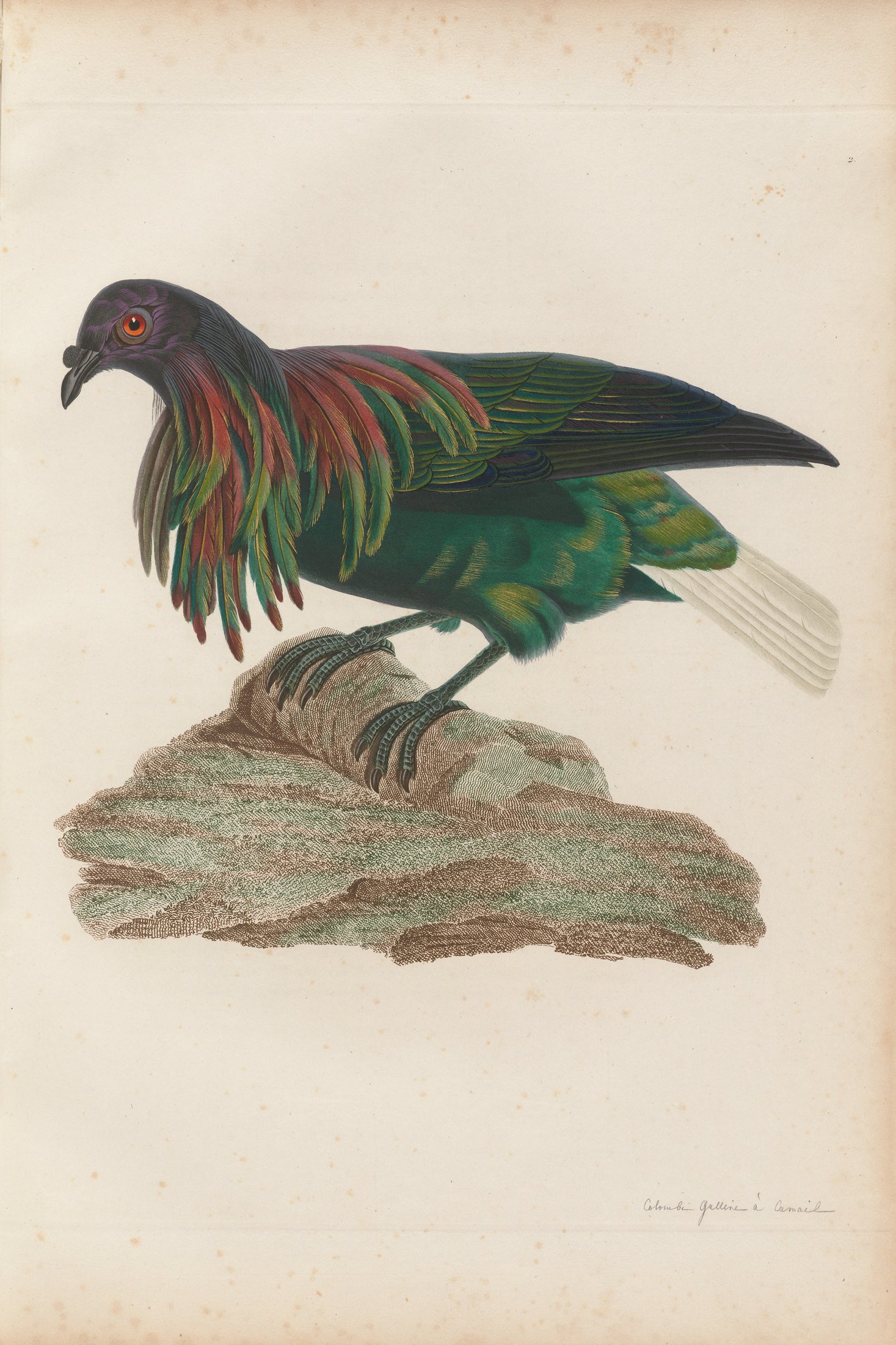 Columba nicobarica — C. J. Temminck and Pauline Knip