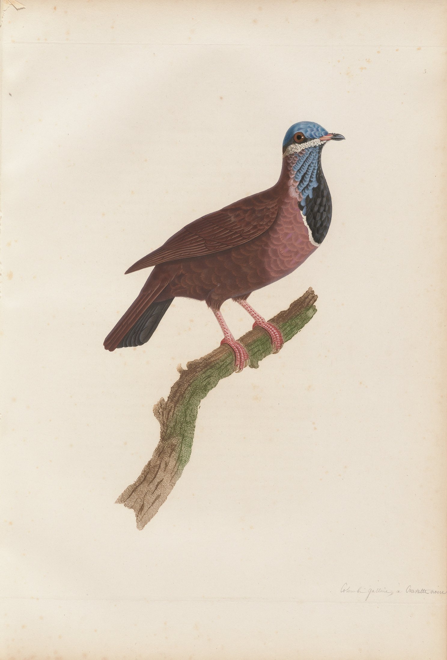Columba cyanocephala — C. J. Temminck and Pauline Knip