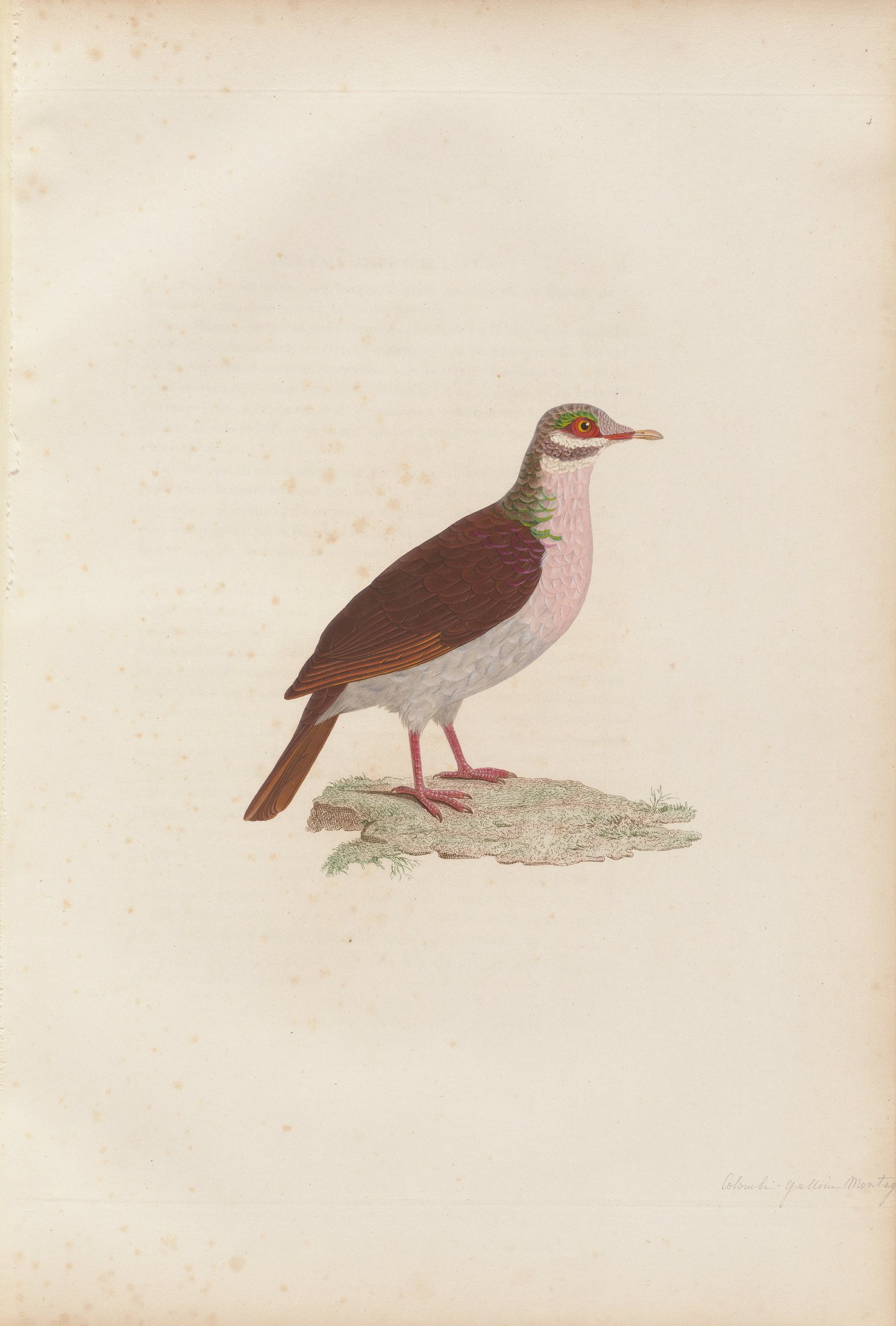 Columba montana — C. J. Temminck and Pauline Knip