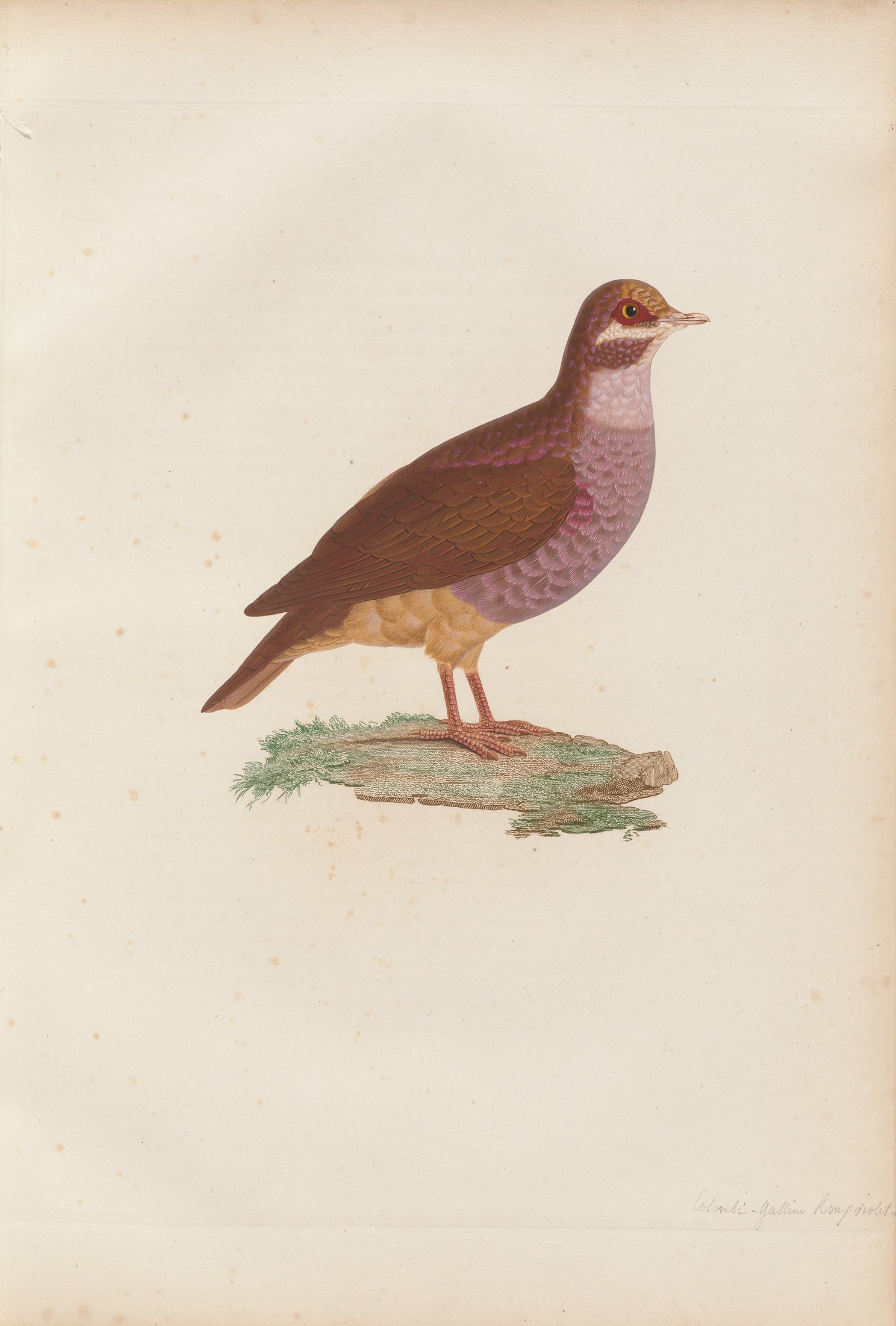 Columba martinica — C. J. Temminck and Pauline Knip
