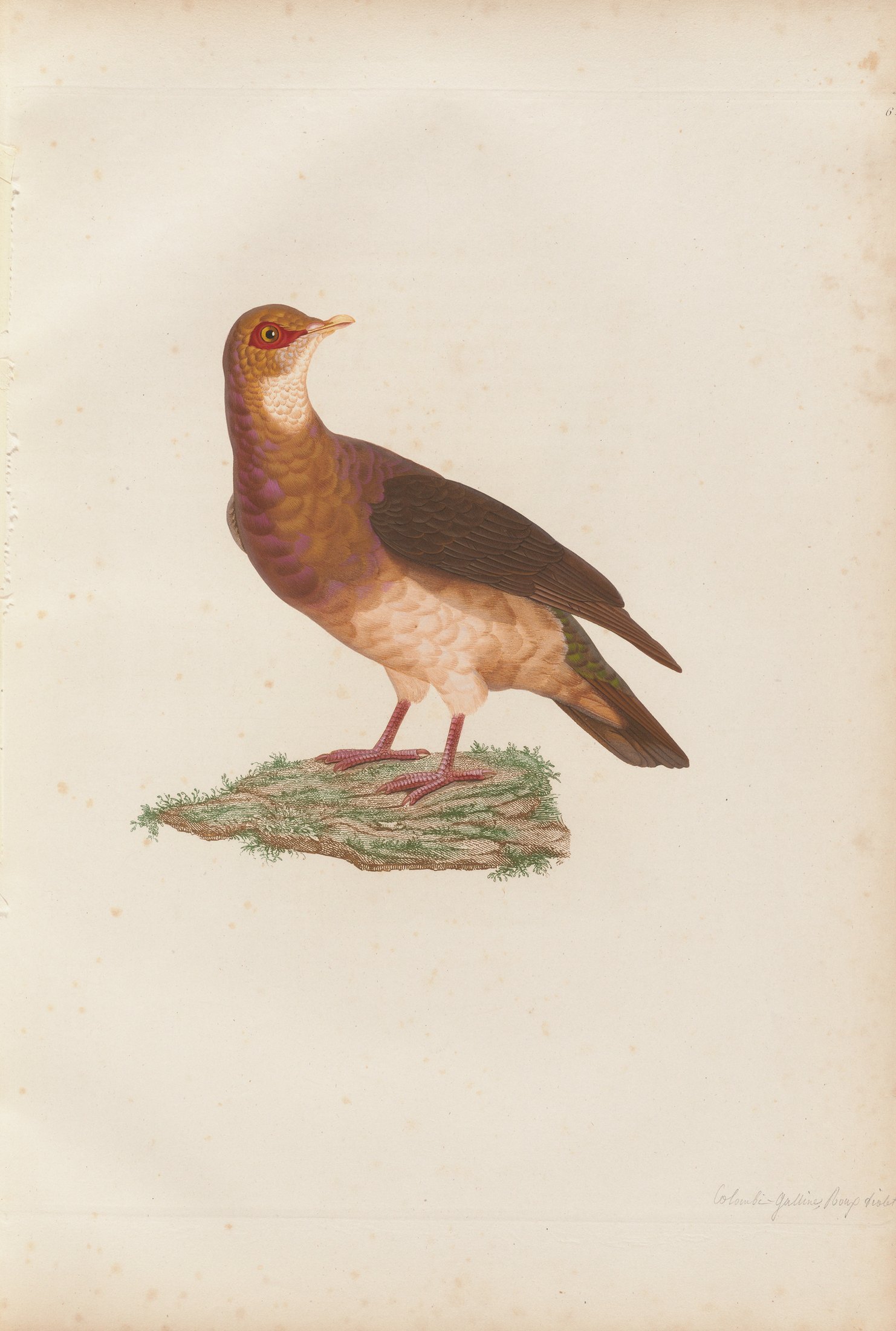 Columba martinica — C. J. Temminck and Pauline Knip