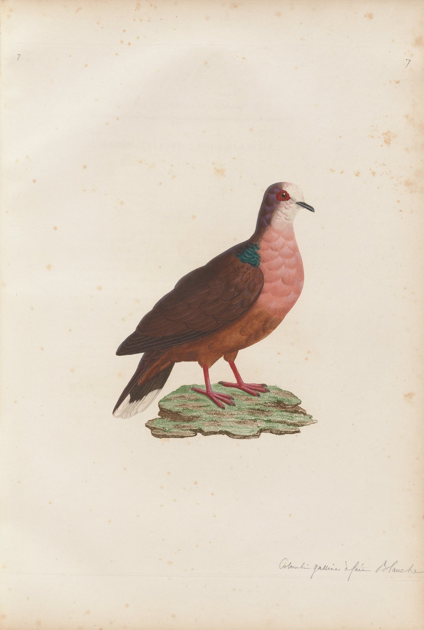 Columba erythrotorax — C. J. Temminck and Pauline Knip