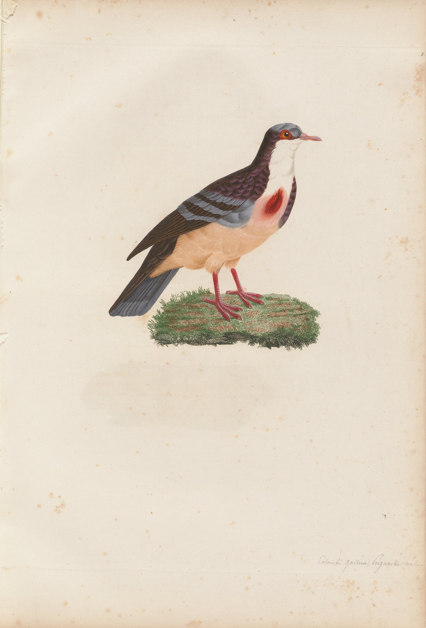 Columba cruentata — C. J. Temminck and Pauline Knip