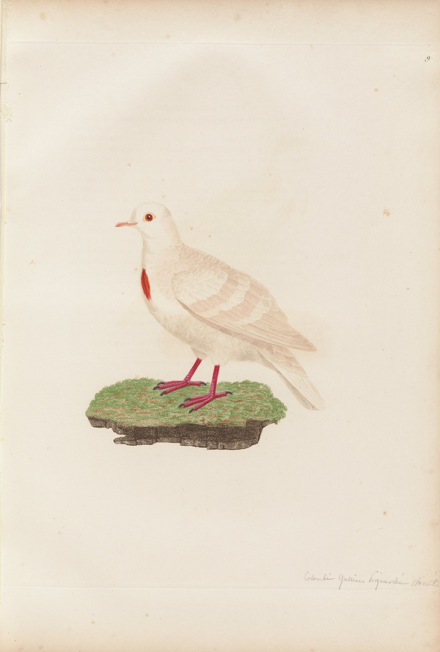 Columba cruentata — C. J. Temminck and Pauline Knip
