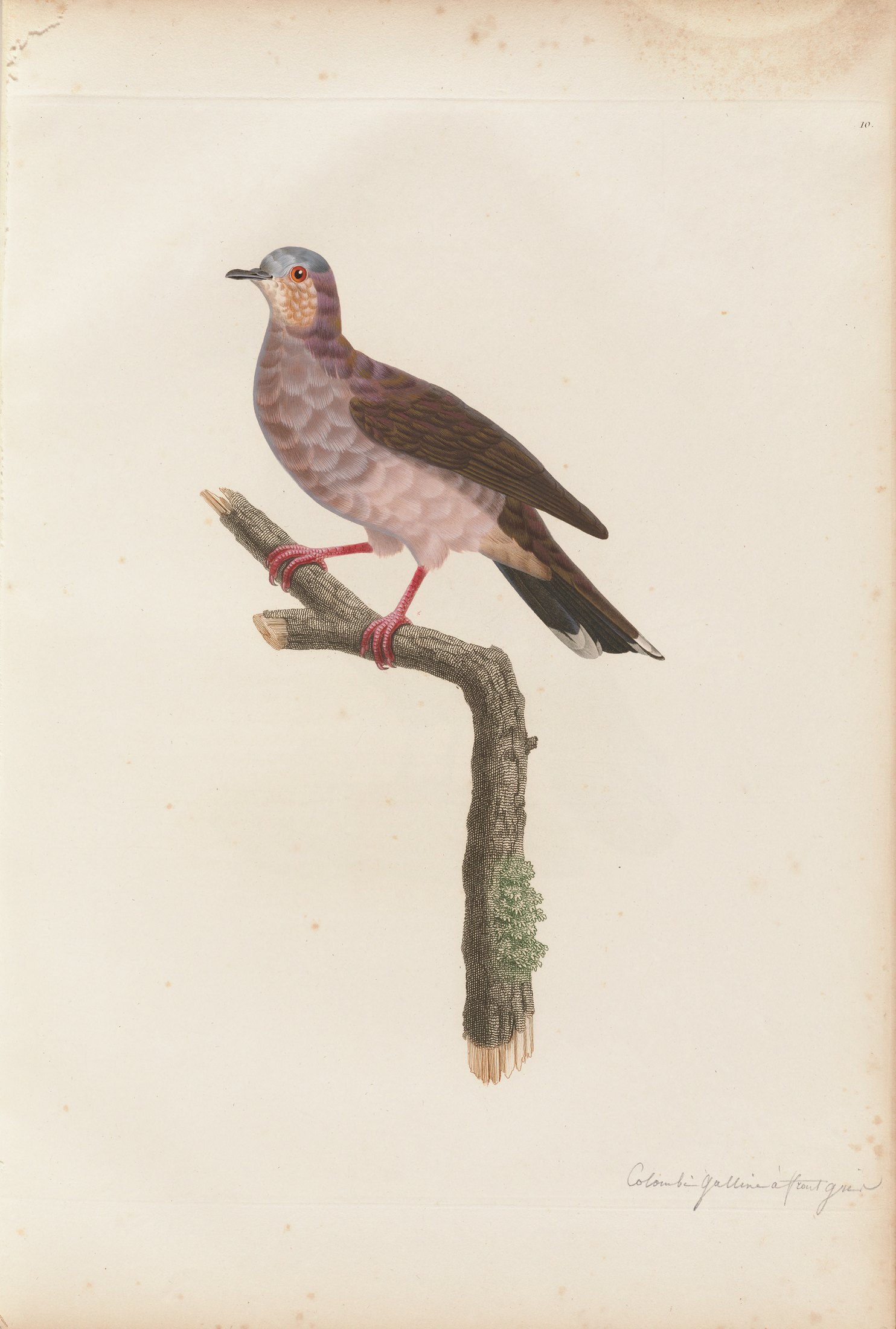 Columba frontalis — C. J. Temminck and Pauline Knip