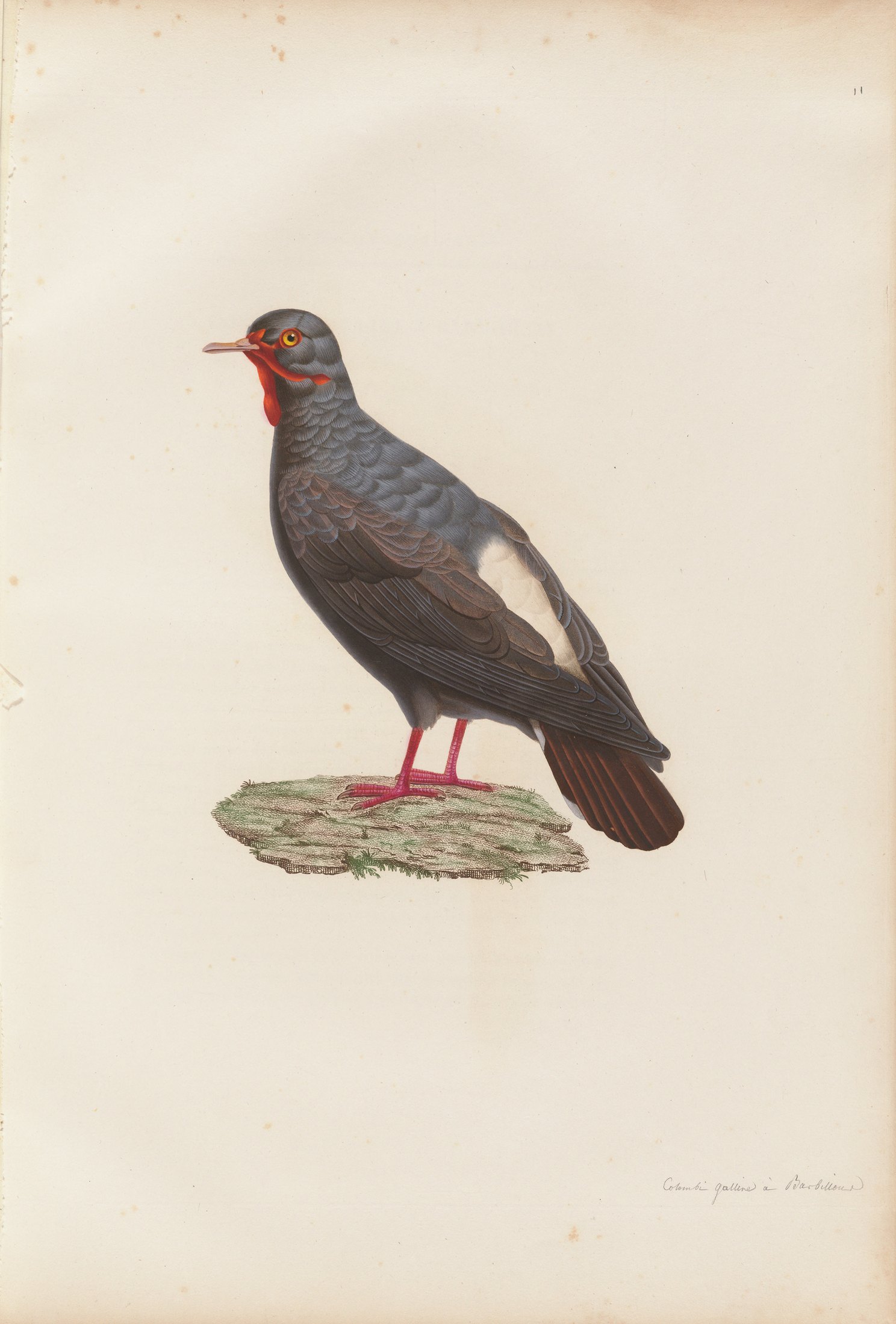 Columba carunculata — C. J. Temminck and Pauline Knip