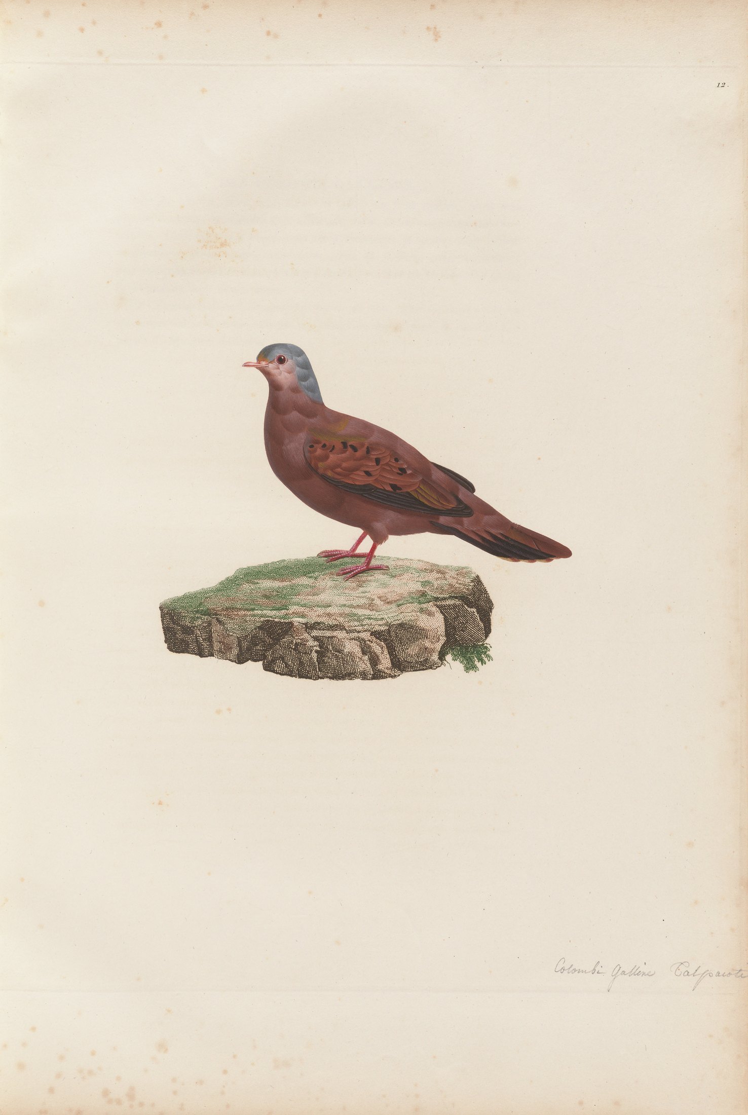 Columba talpacoti — C. J. Temminck and Pauline Knip