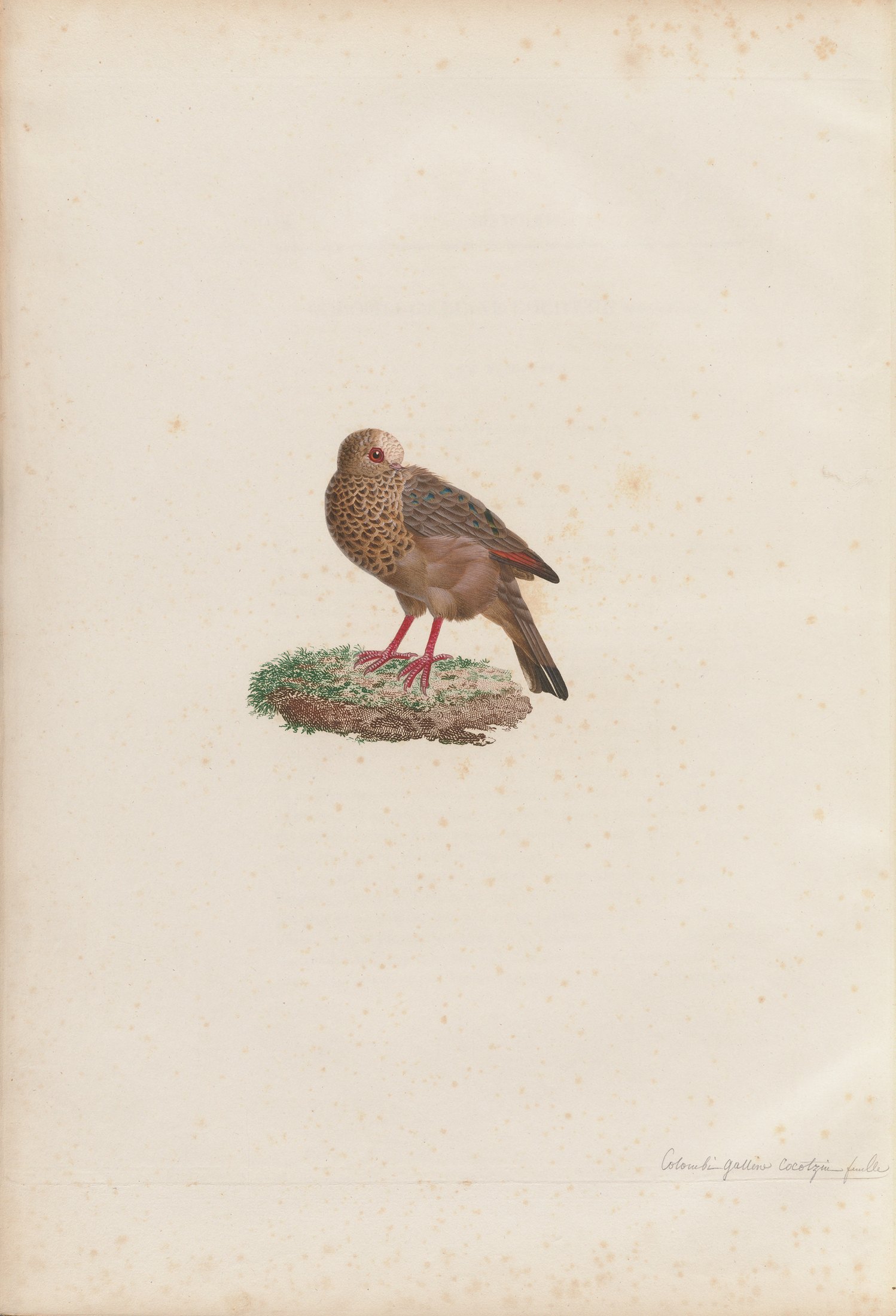 Columba passerina — C. J. Temminck and Pauline Knip