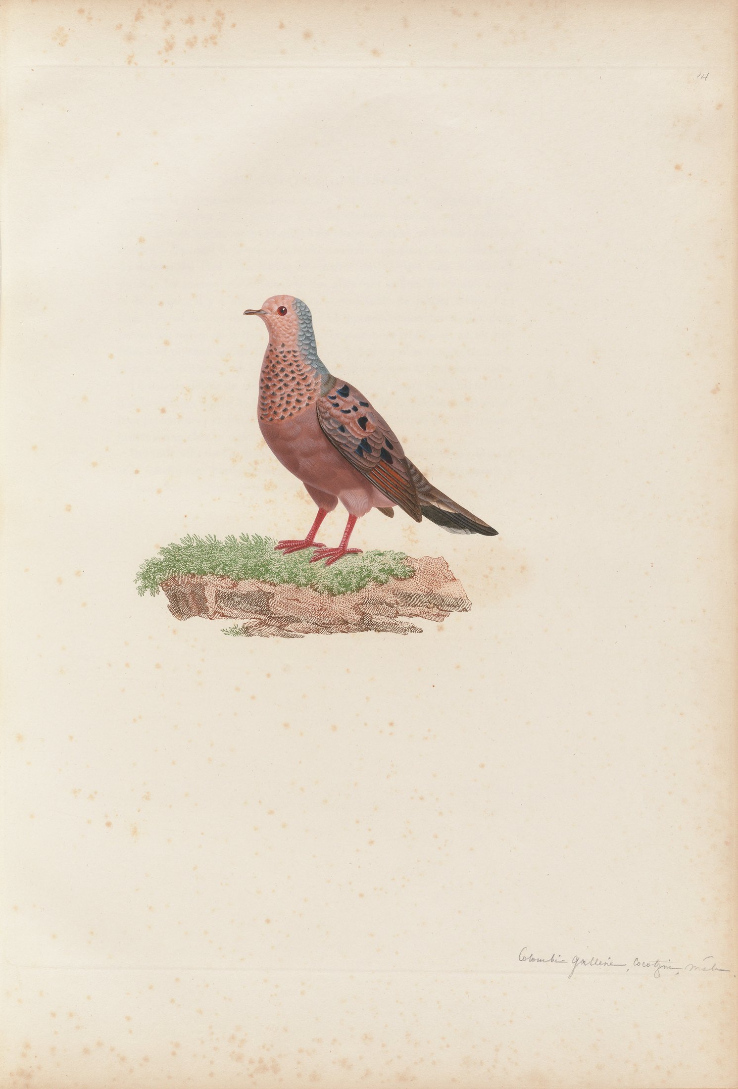 Columba passerina — C. J. Temminck and Pauline Knip