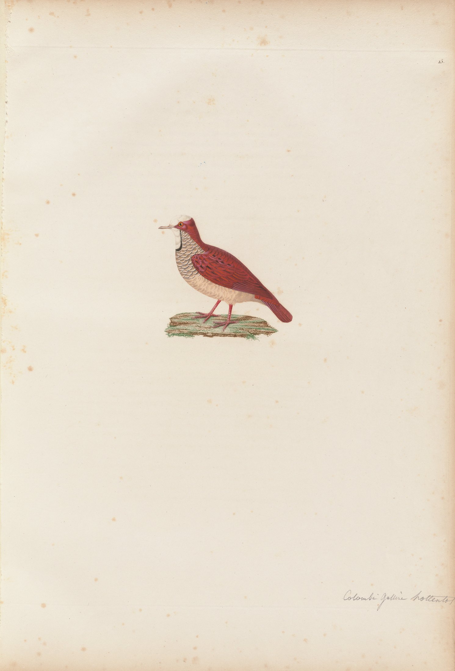 Columba hottentotta — C. J. Temminck and Pauline Knip