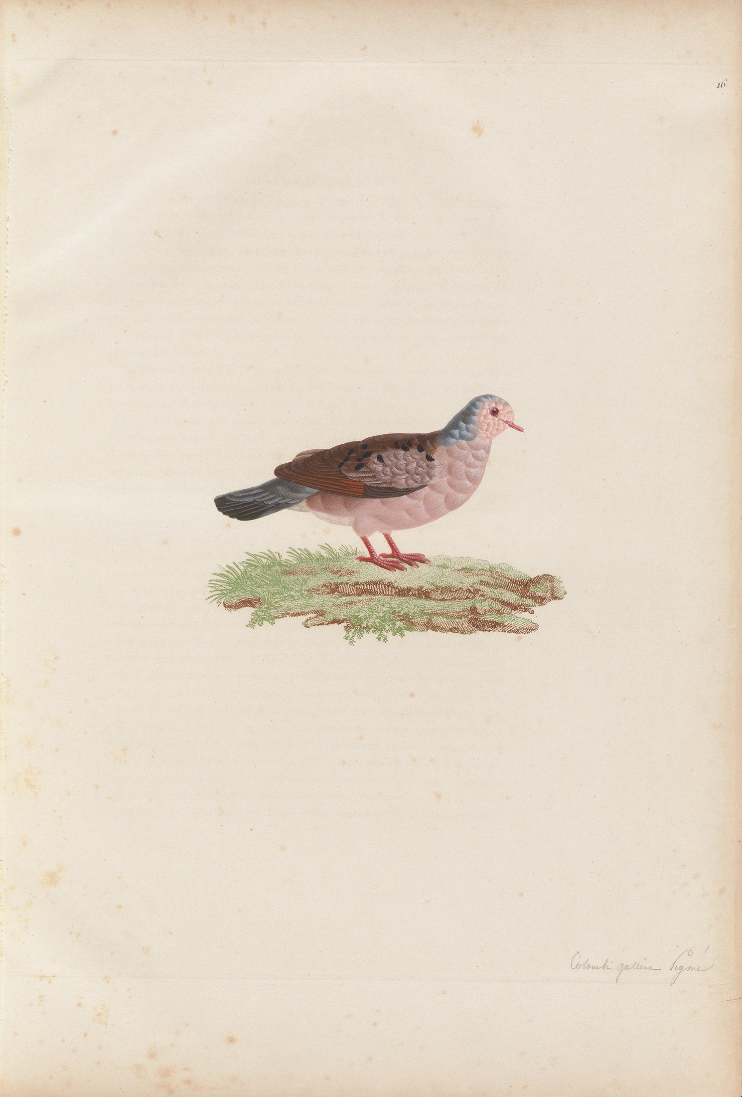 Columba minuta — C. J. Temminck and Pauline Knip