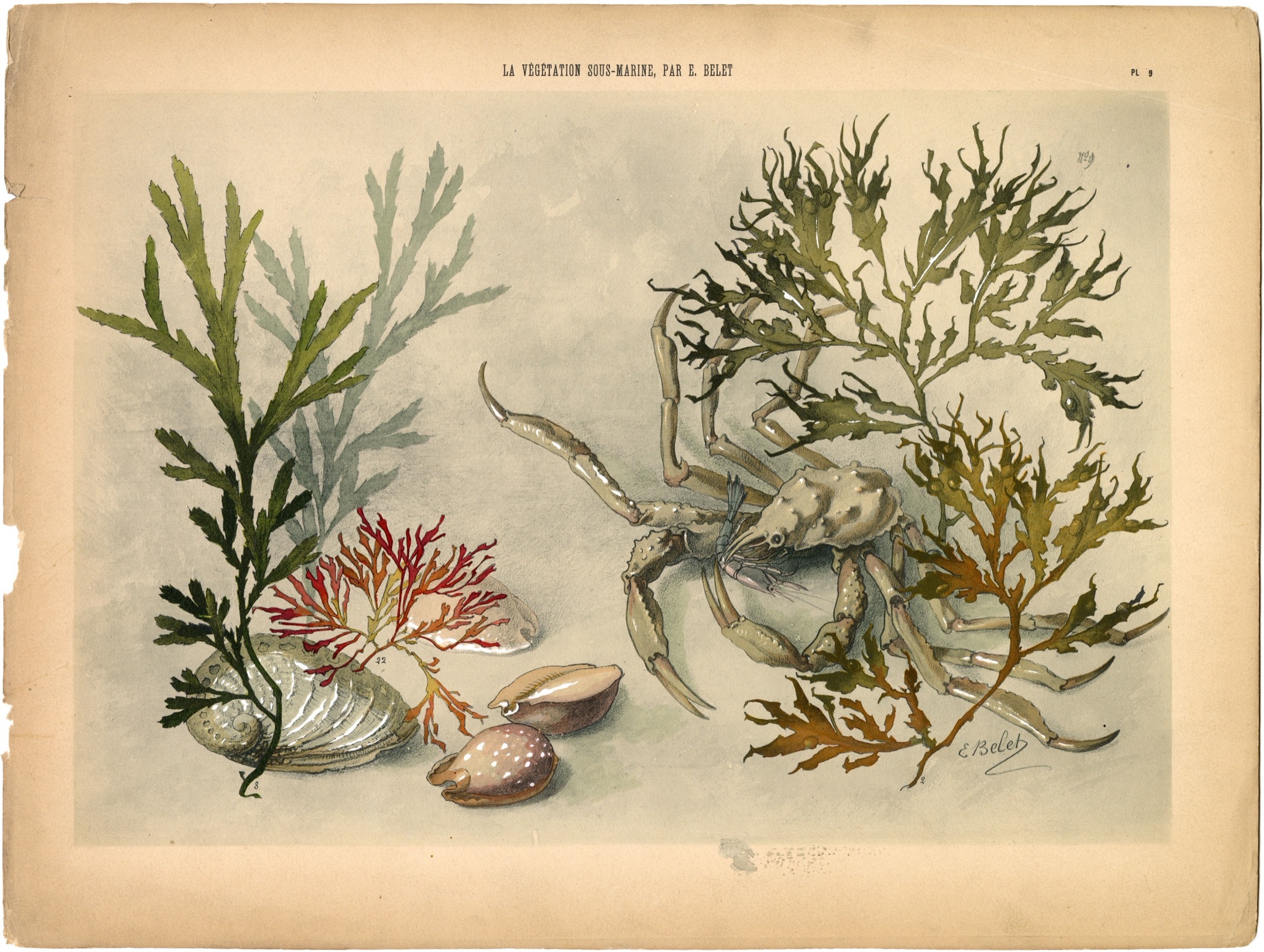 Plate 10 — Belet, E. (Emile).