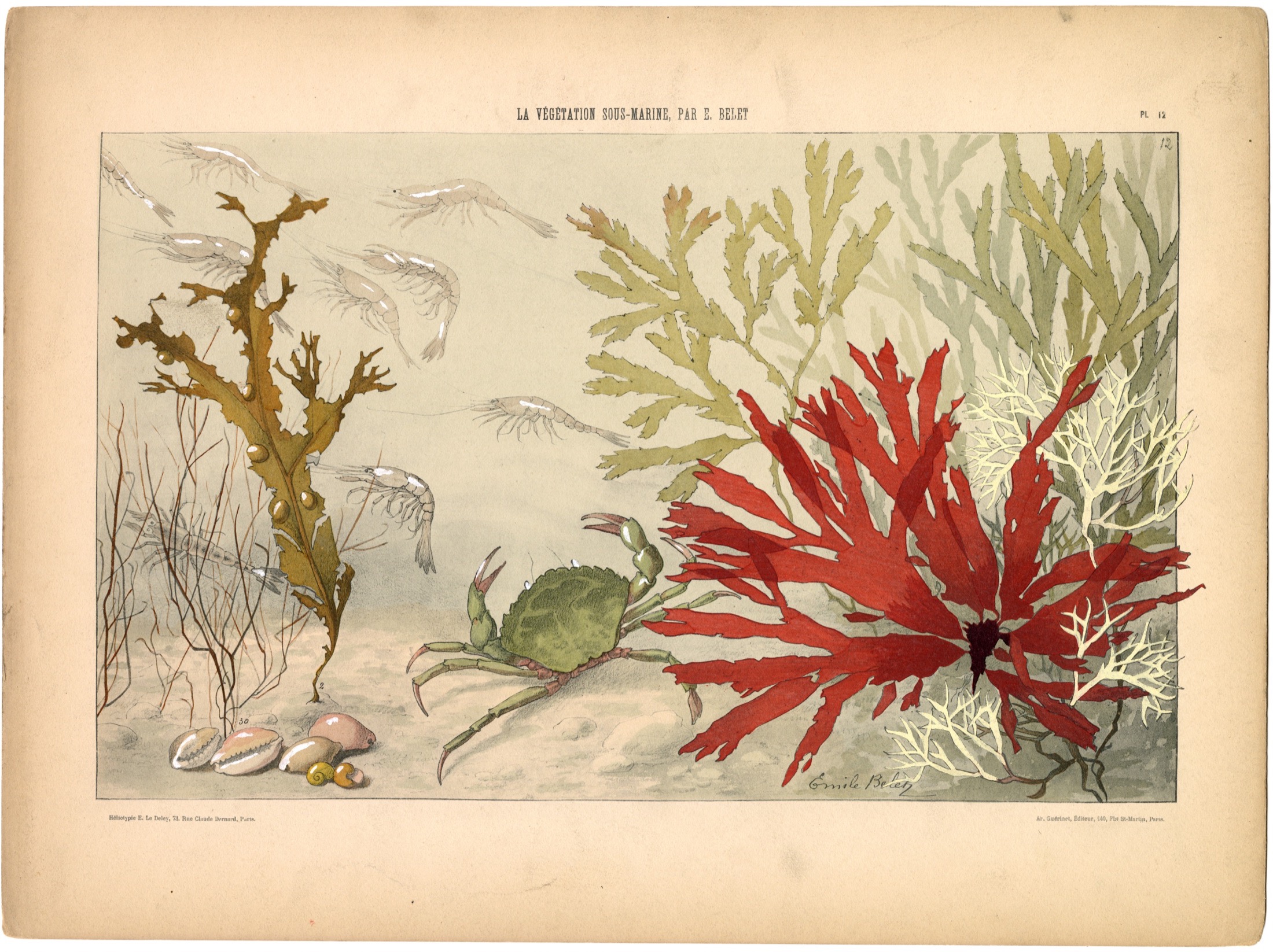 Plate 13 — Belet, E. (Emile).