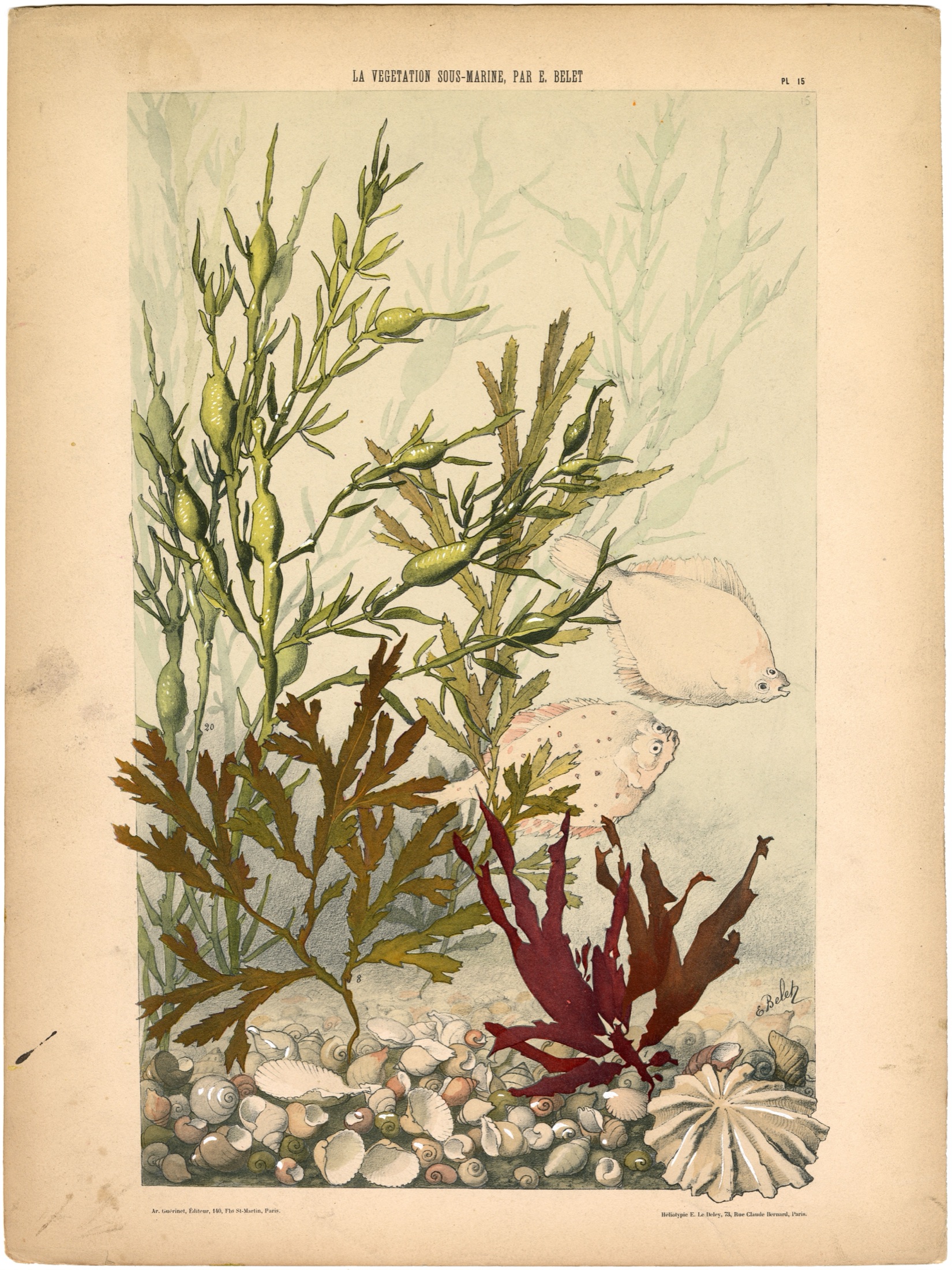 Plate 16 — Belet, E. (Emile).