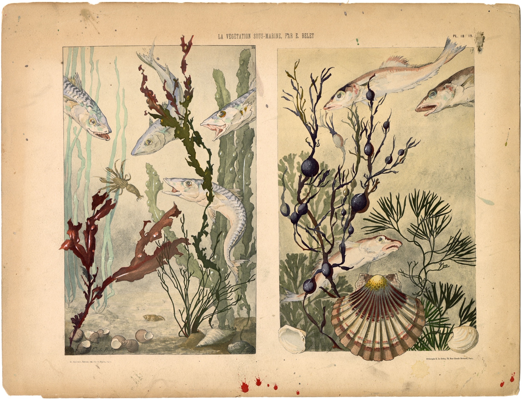 Plate 19 — Belet, E. (Emile).