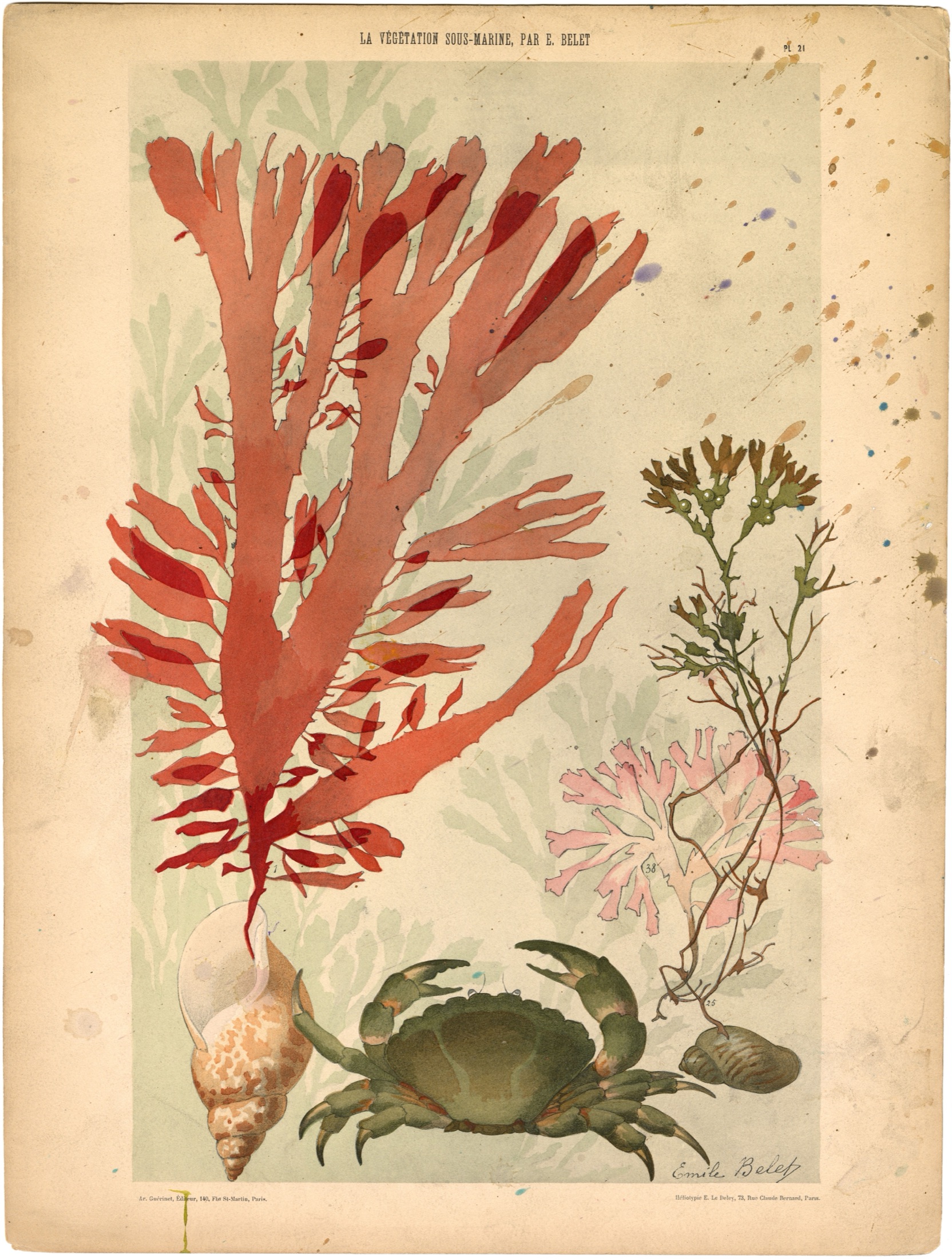 Plate 21 — Belet, E. (Emile).