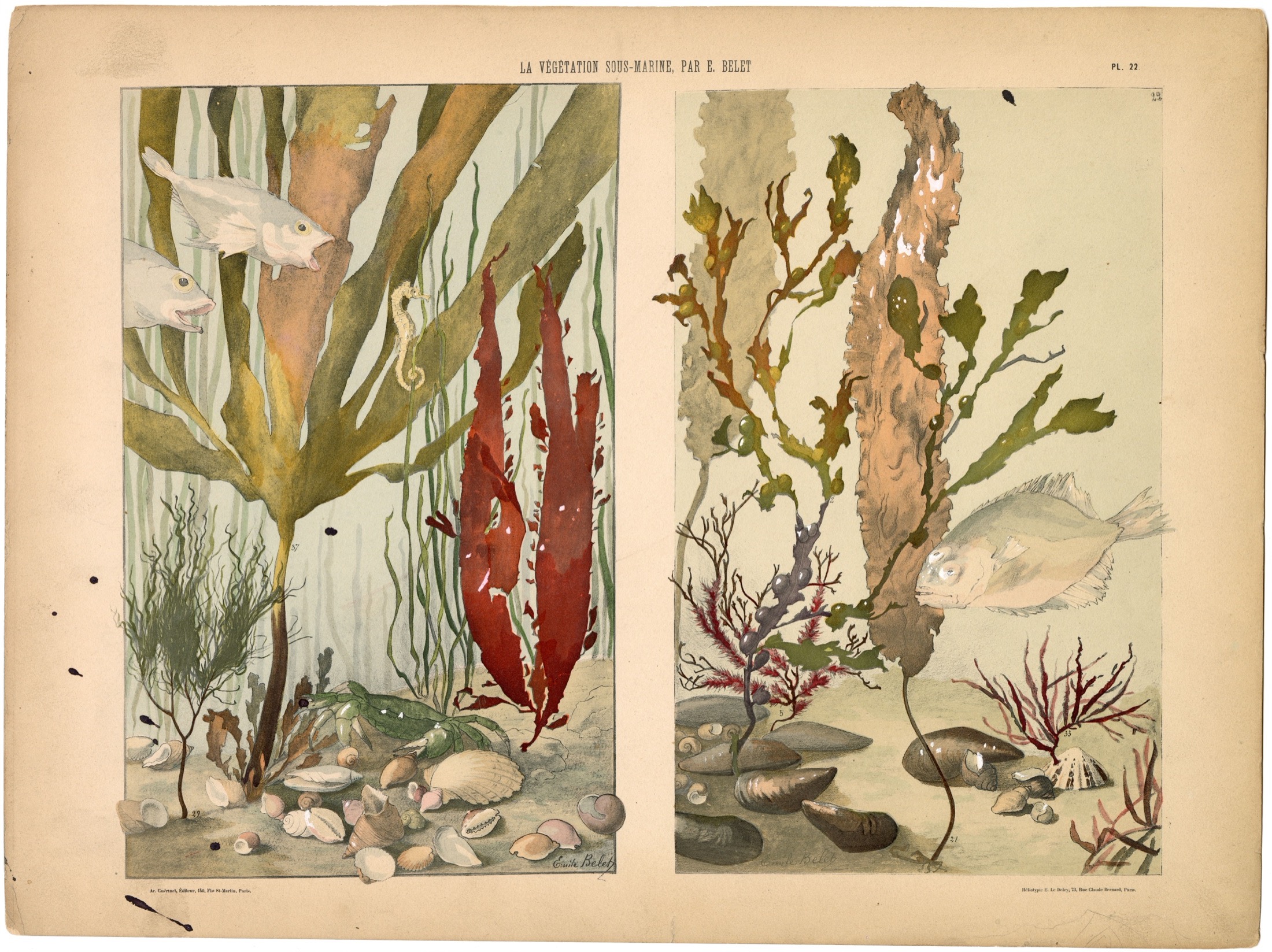 Plate 22 — Belet, E. (Emile).