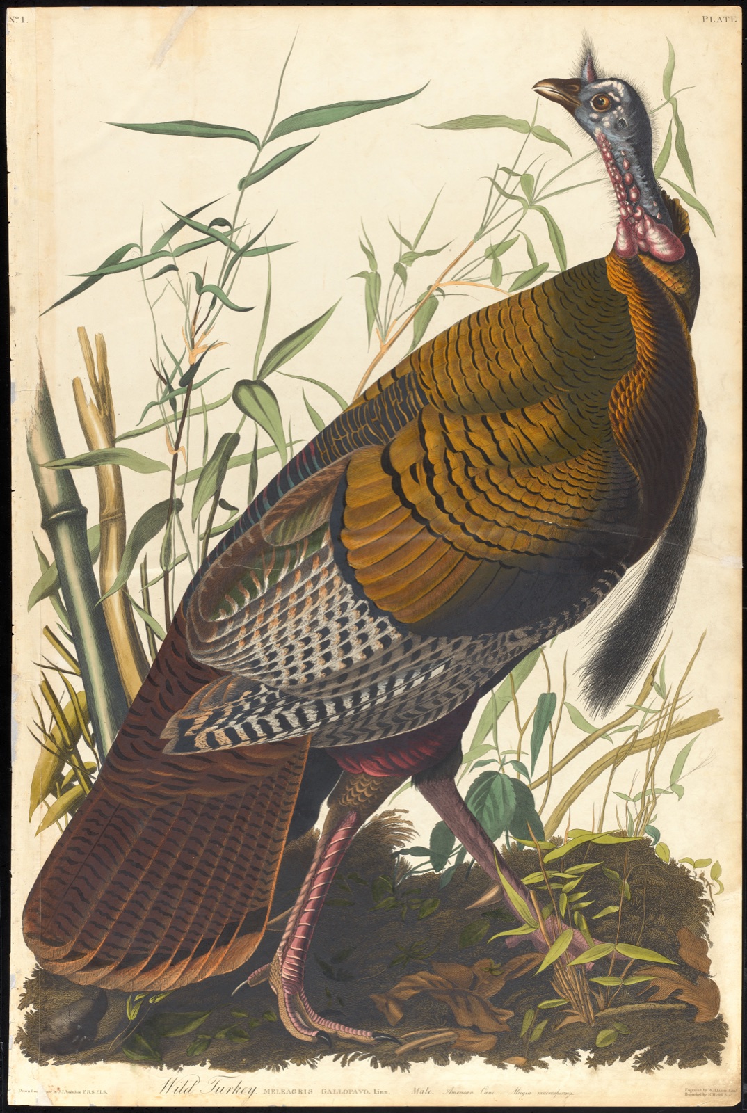 Wild turkey — Audubon, John James, 1785-1851 (Artist); Lizars, W. H. (William Home), 1788-1859 (Engraver); Havell, Robert, 1793-1878 (Contributor)