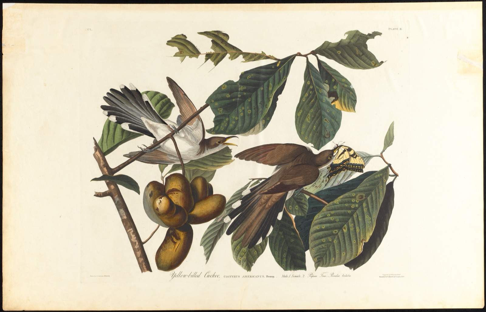 Yellow-billed cuckoo — Audubon, John James, 1785-1851 (Artist); Lizars, W. H. (William Home), 1788-1859 (Engraver); Havell, Robert, 1793-1878 (Contributor)