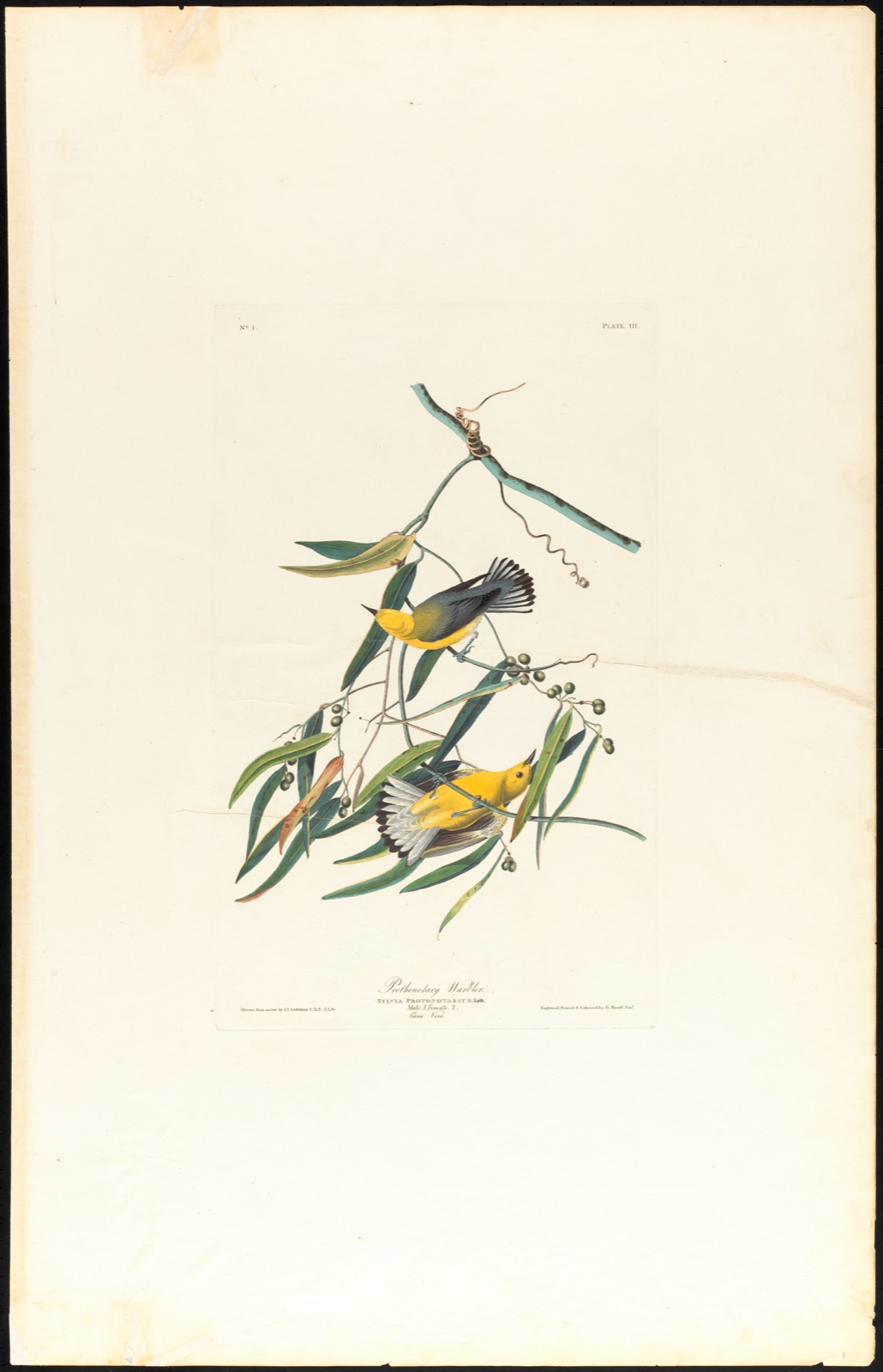 Prothonotary warbler — Audubon, John James, 1785-1851 (Artist); Havell, Robert, 1793-1878 (Engraver)