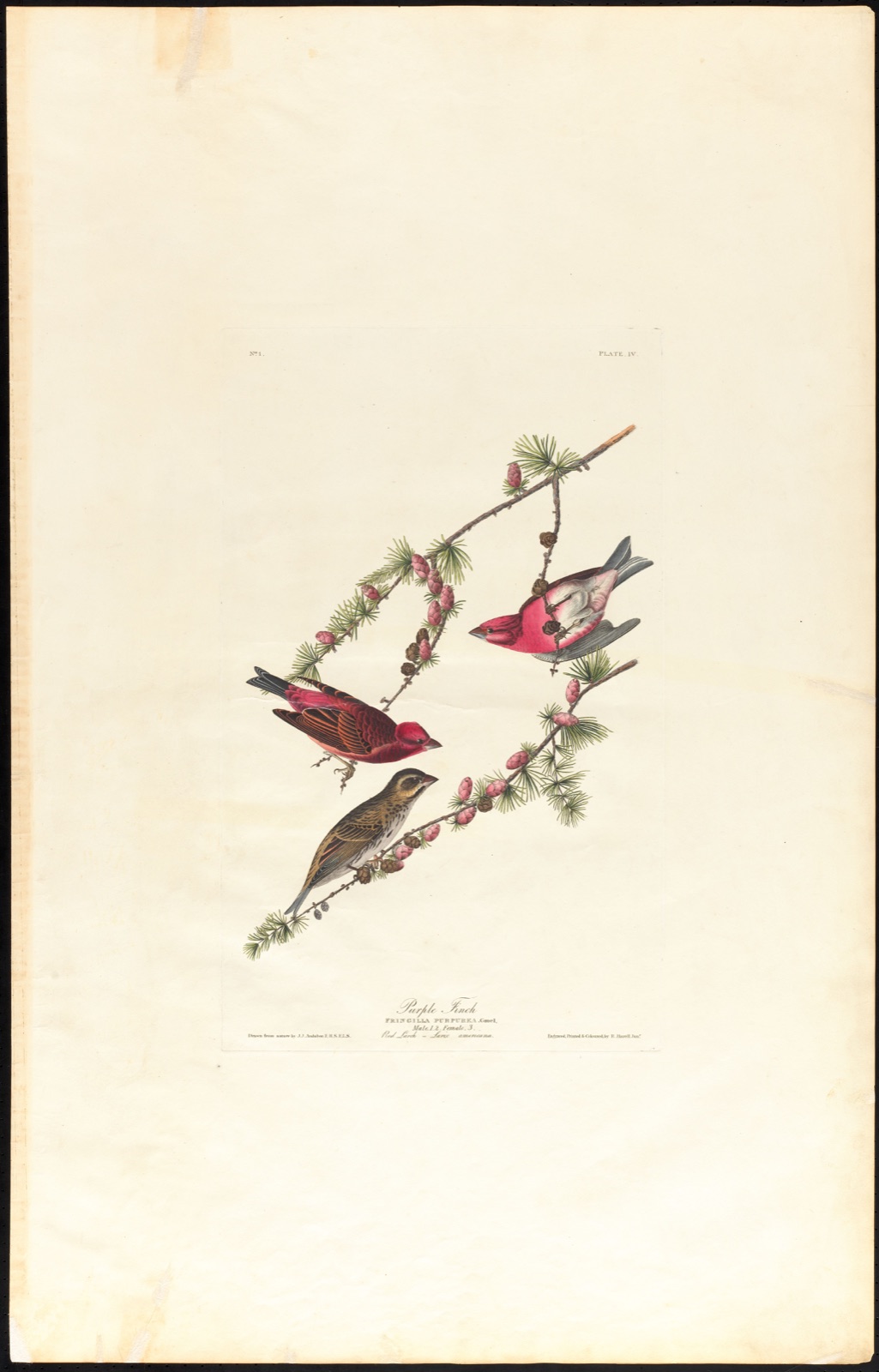 Purple finch — Audubon, John James, 1785-1851 (Artist); Havell, Robert, 1793-1878 (Engraver)