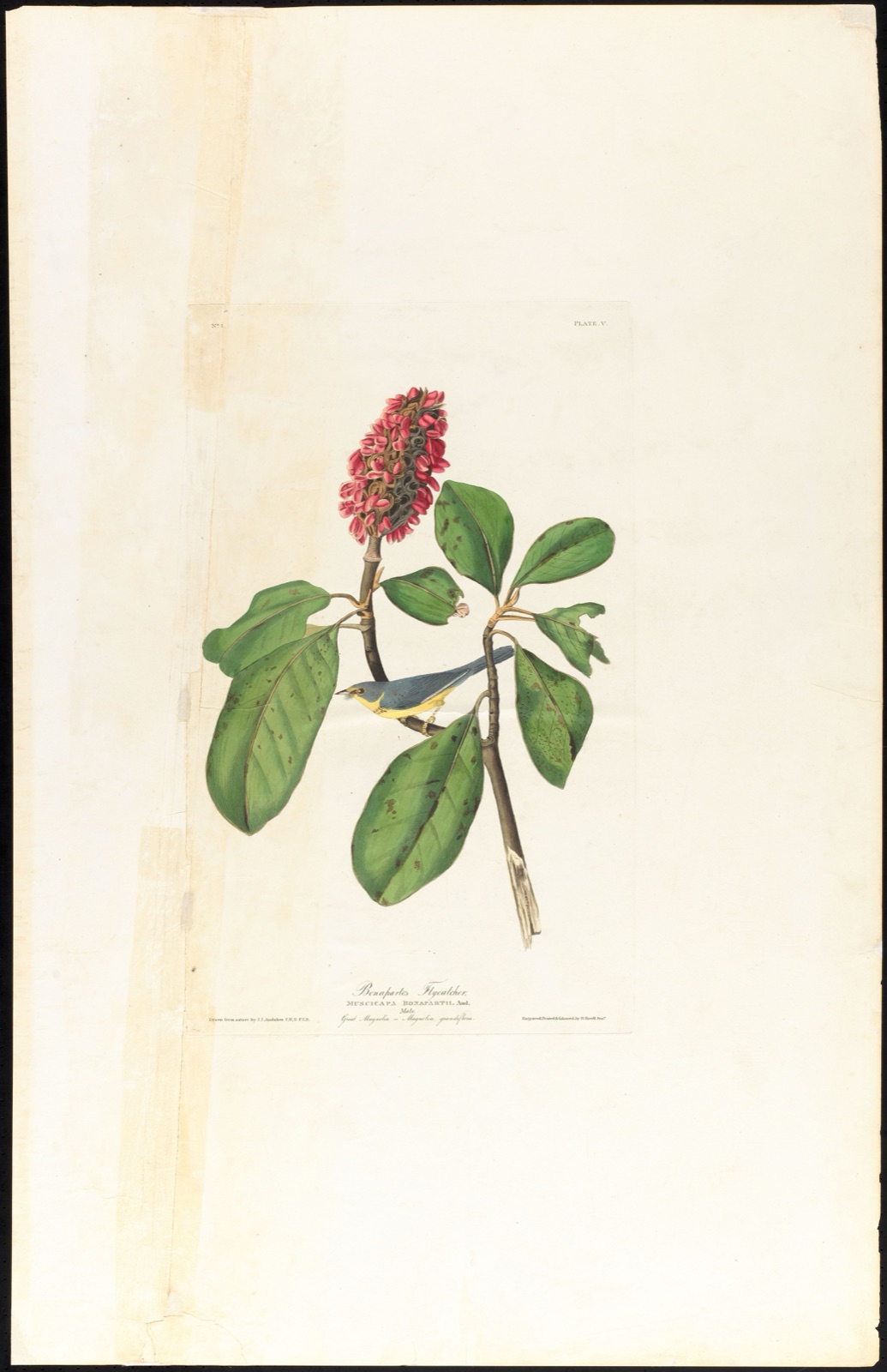 Bonaparte's flycatcher — Audubon, John James, 1785-1851 (Artist); Havell, Robert, 1793-1878 (Engraver)