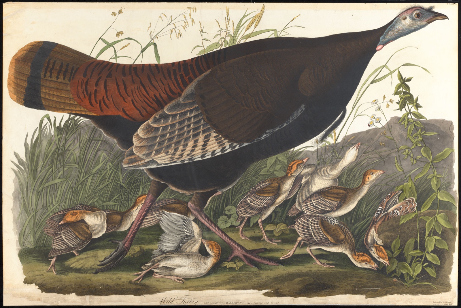Wild turkey — Audubon, John James, 1785-1851 (Artist); Lizars, W. H. (William Home), 1788-1859 (Engraver); Havell, Robert, 1793-1878 (Contributor)