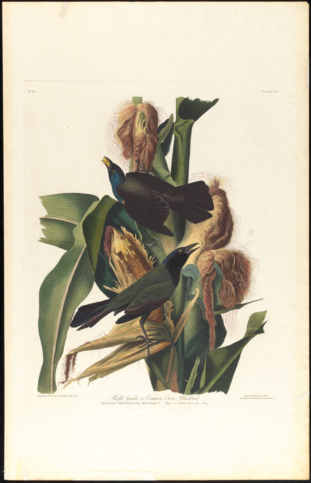Purple grackle or common crow blackbird — Audubon, John James, 1785-1851 (Artist); Lizars, W. H. (William Home), 1788-1859 (Engraver); Havell, Robert, 1793-1878 (Contributor)