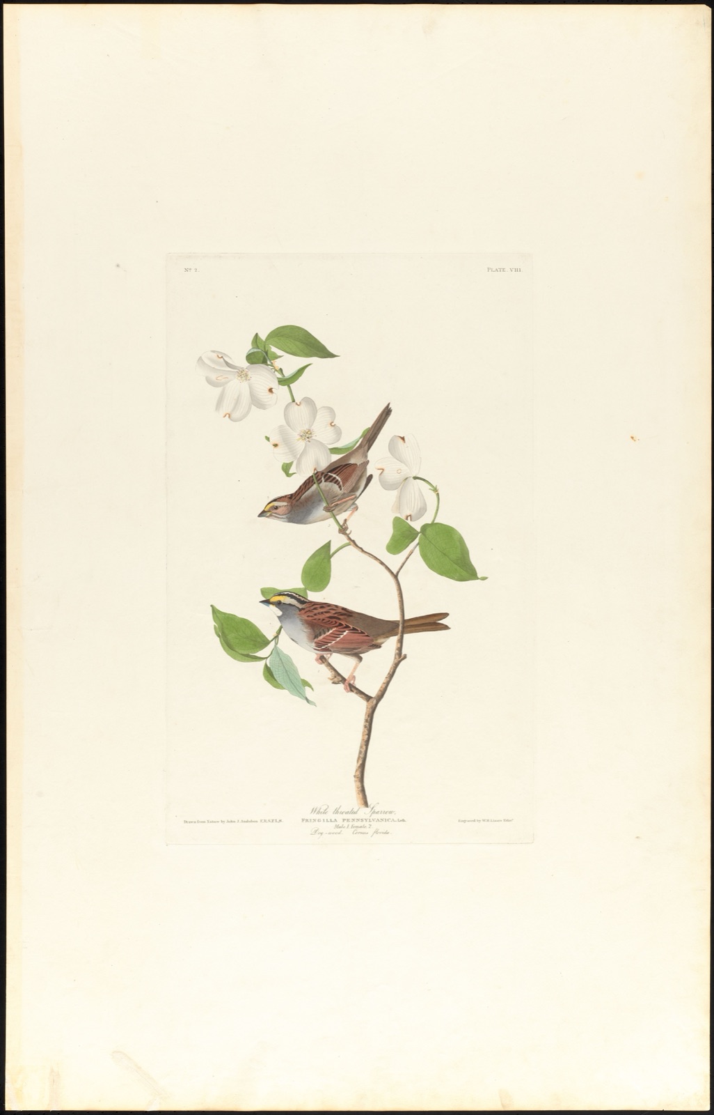 White throated sparrow — Audubon, John James, 1785-1851 (Artist); Lizars, W. H. (William Home), 1788-1859 (Engraver)