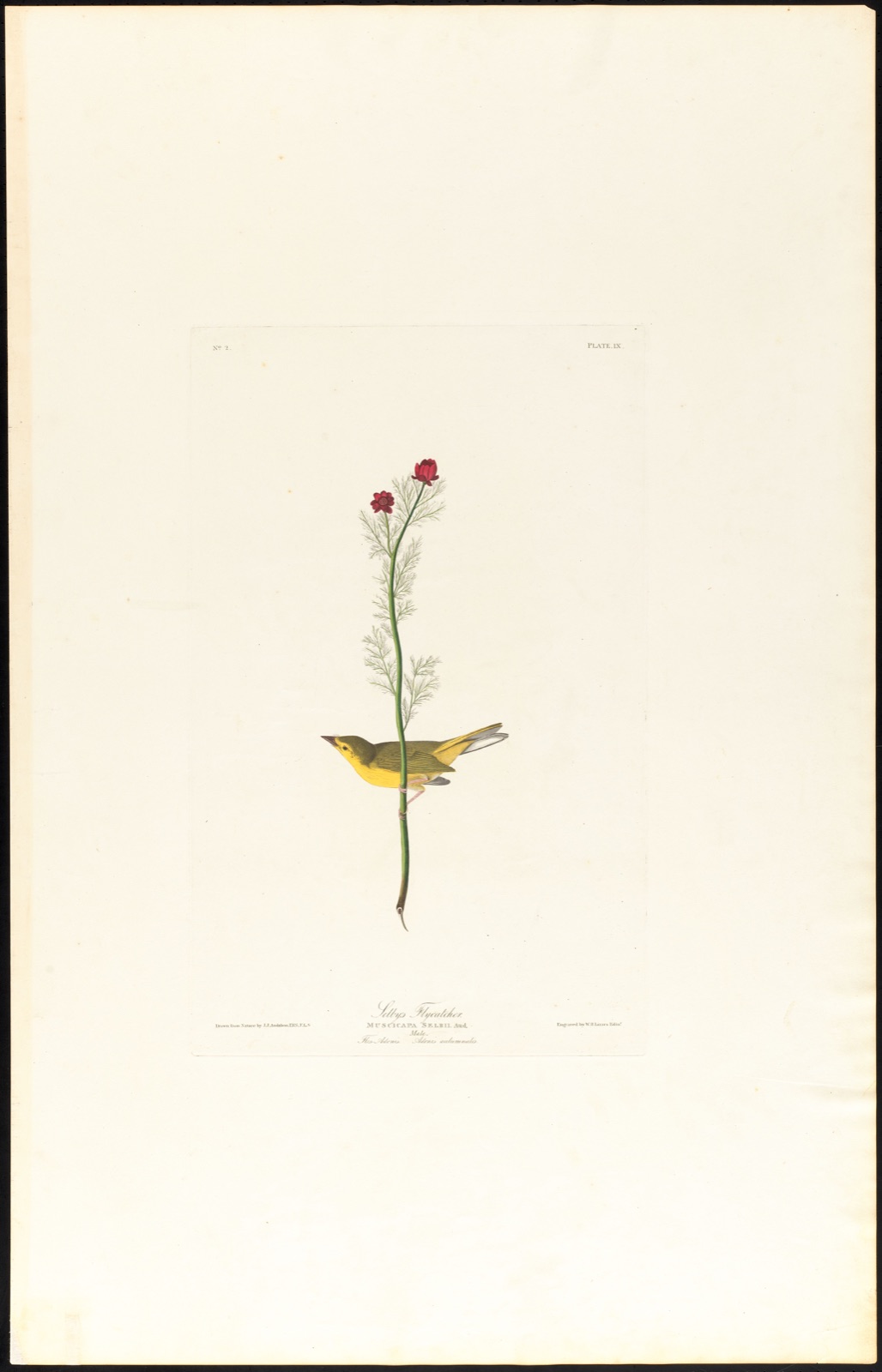 Selby's flycatcher — Audubon, John James, 1785-1851 (Artist); Lizars, W. H. (William Home), 1788-1859 (Engraver)