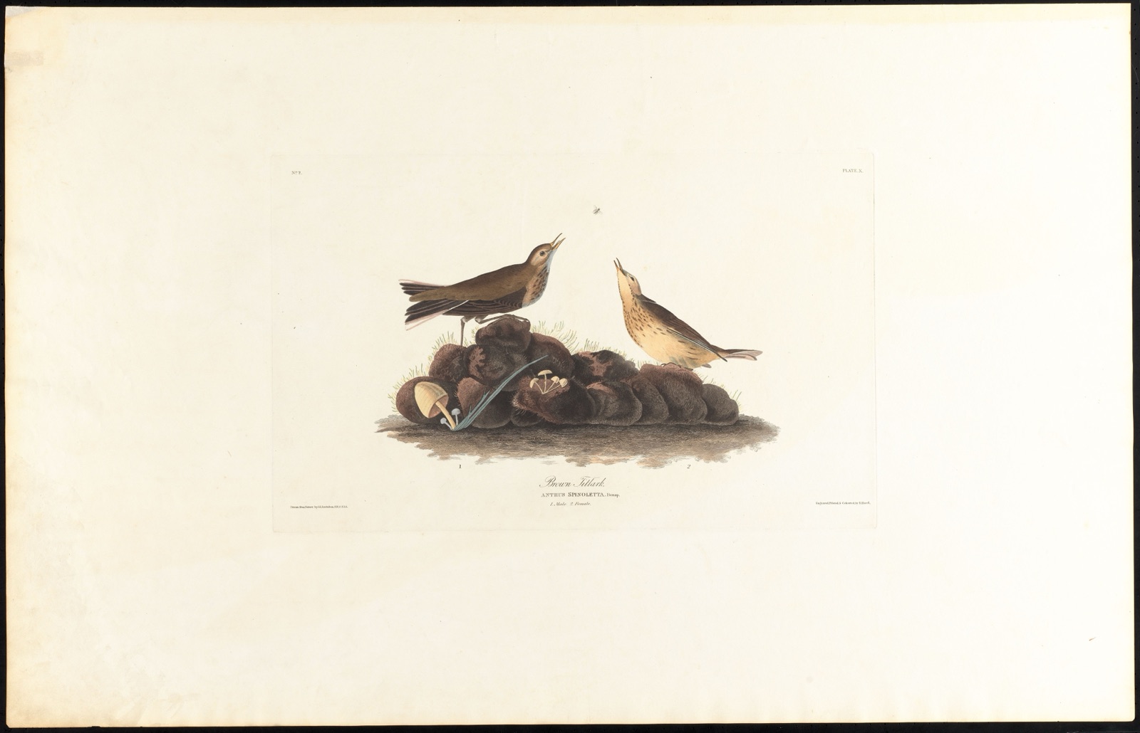 Brown titlark — Audubon, John James, 1785-1851 (Artist); Havell, Robert, 1793-1878 (Engraver)