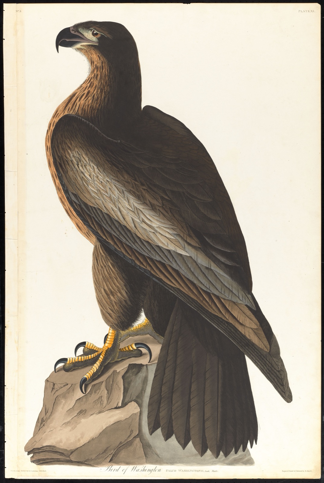 Bird of Washington — Audubon, John James, 1785-1851 (Artist); Havell, Robert, 1793-1878 (Engraver)