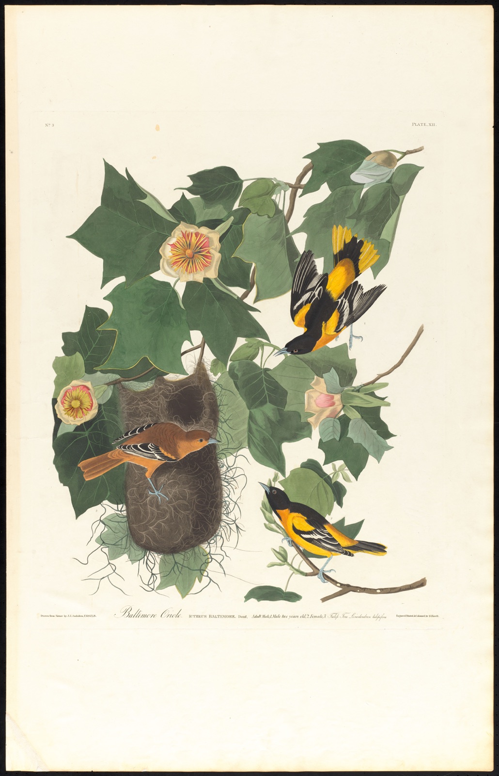 Baltimore oriole — Audubon, John James, 1785-1851 (Artist); Havell, Robert, 1793-1878 (Engraver)