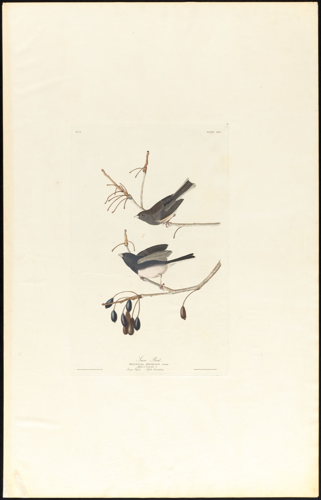 Snow bird — Audubon, John James, 1785-1851 (Artist); Havell, Robert, 1793-1878 (Engraver)