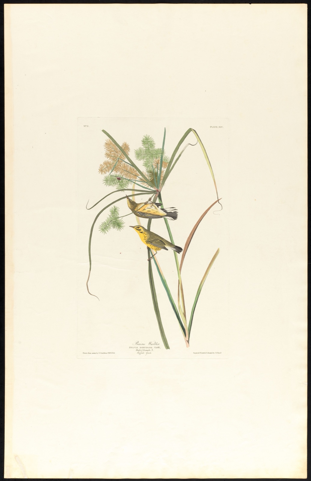 Prairie warbler — Audubon, John James, 1785-1851 (Artist); Havell, Robert, 1793-1878 (Engraver)
