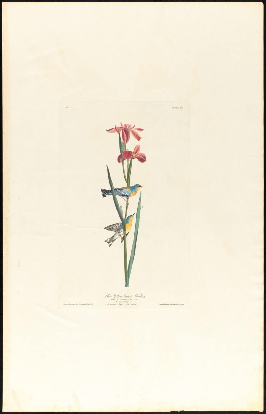 Blue yellow-backed warbler — Audubon, John James, 1785-1851 (Artist); Havell, Robert, 1793-1878 (Engraver)