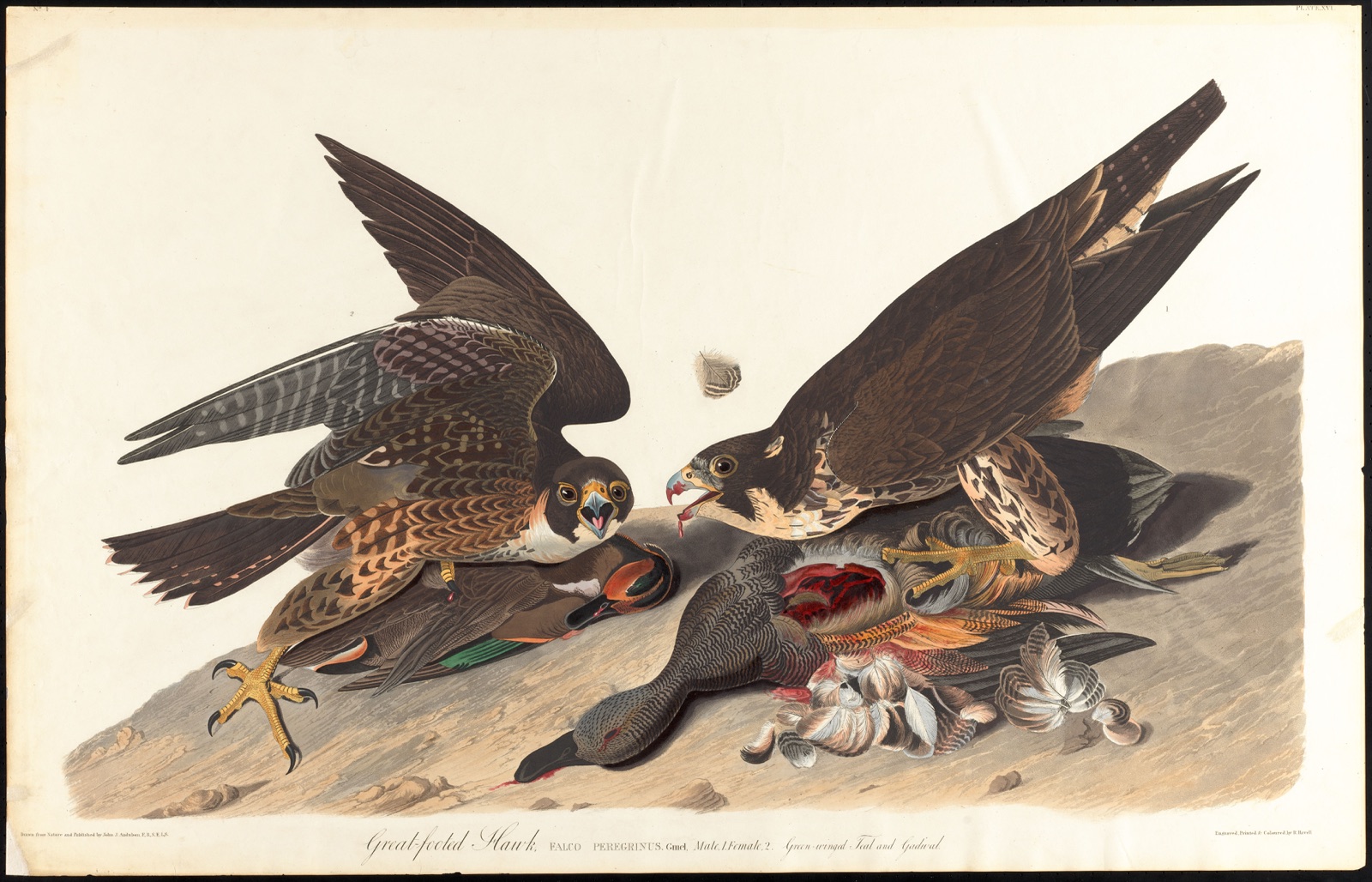 Great-footed hawk — Audubon, John James, 1785-1851 (Artist); Havell, Robert, 1793-1878 (Engraver)