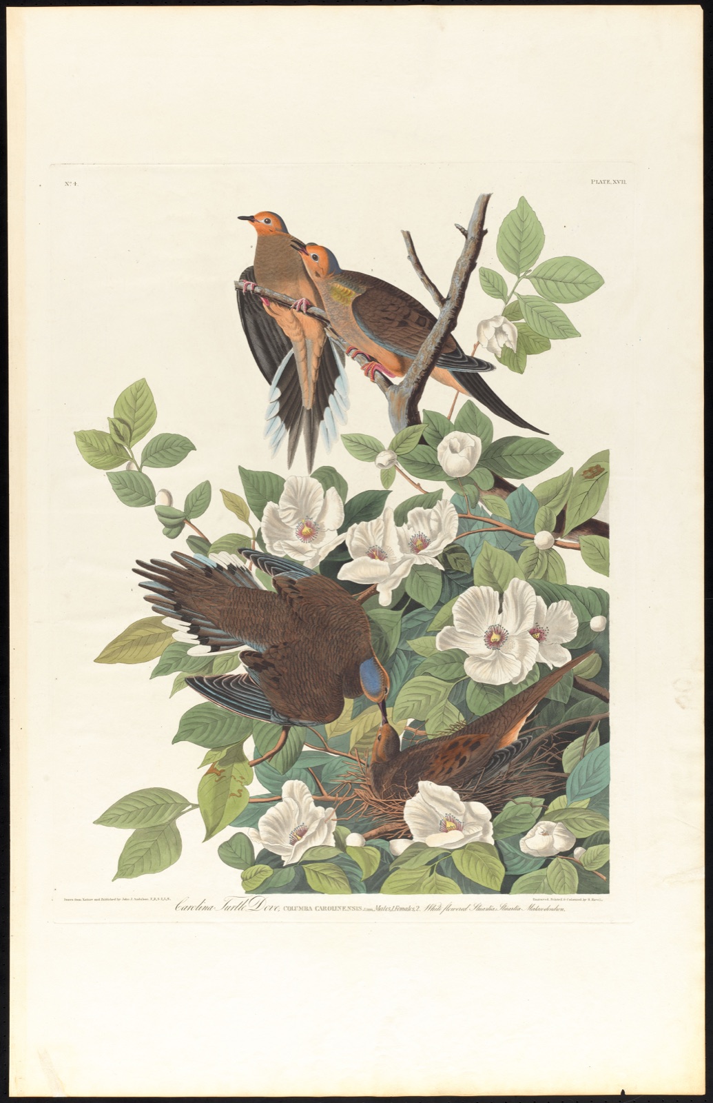 Carolina turtle dove — Audubon, John James, 1785-1851 (Artist); Havell, Robert, 1793-1878 (Engraver)