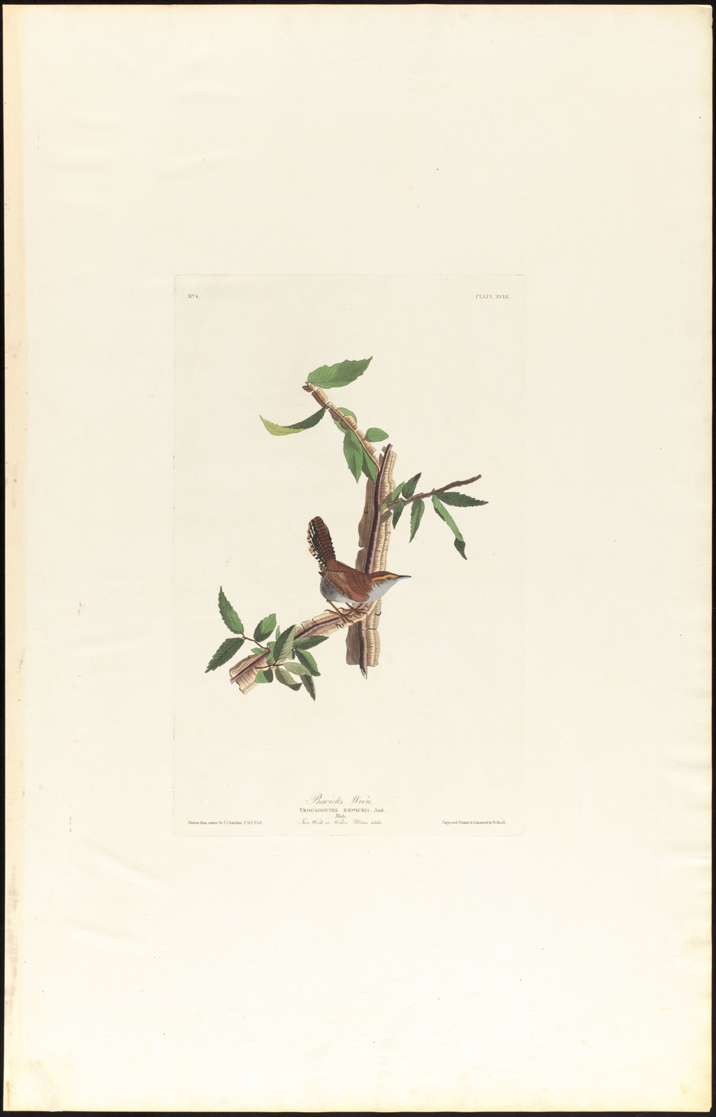 Bewick's warbler — Audubon, John James, 1785-1851 (Artist); Havell, Robert, 1793-1878 (Engraver)