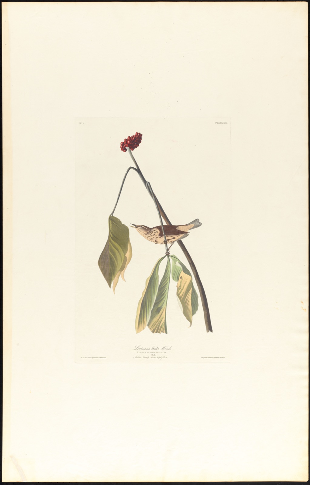 Louisiana water thrush — Audubon, John James, 1785-1851 (Artist); Havell, Robert, 1793-1878 (Engraver)