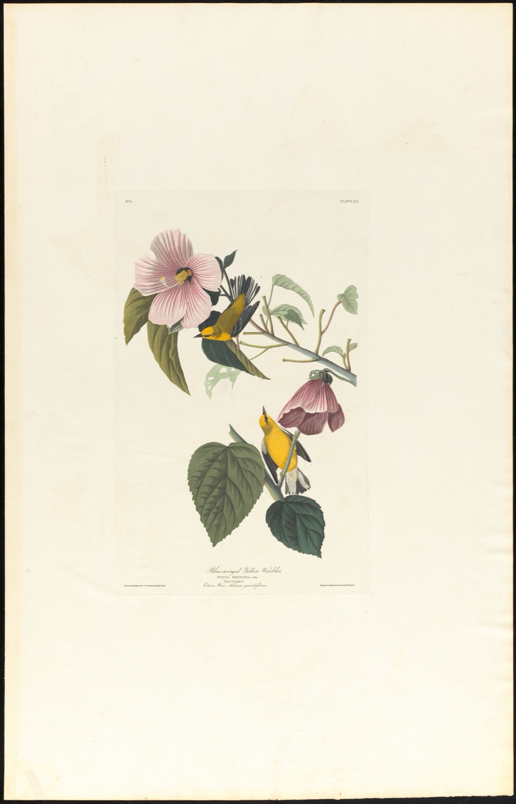 Blue-winged yellow warbler — Audubon, John James, 1785-1851 (Artist); Havell, Robert, 1793-1878 (Engraver)