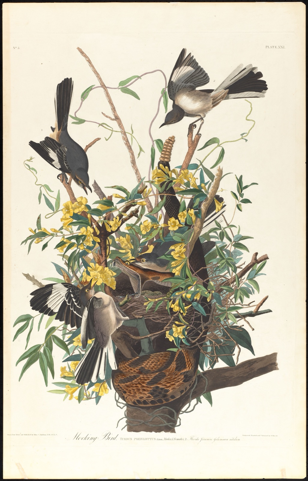 Mocking bird — Audubon, John James, 1785-1851 (Artist); Havell, Robert, 1793-1878 (Engraver)