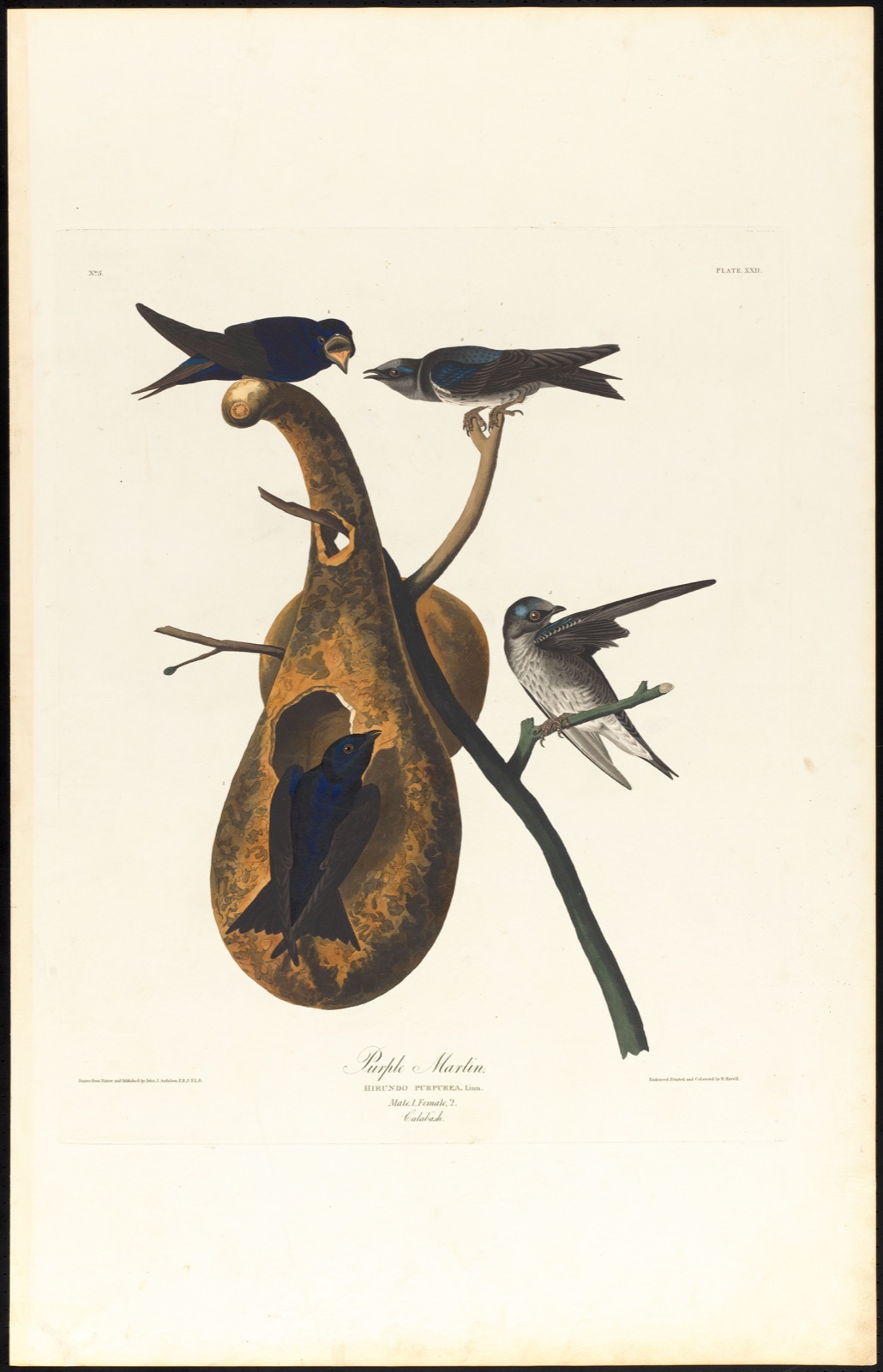 Purple martin — Audubon, John James, 1785-1851 (Artist); Havell, Robert, 1793-1878 (Engraver)