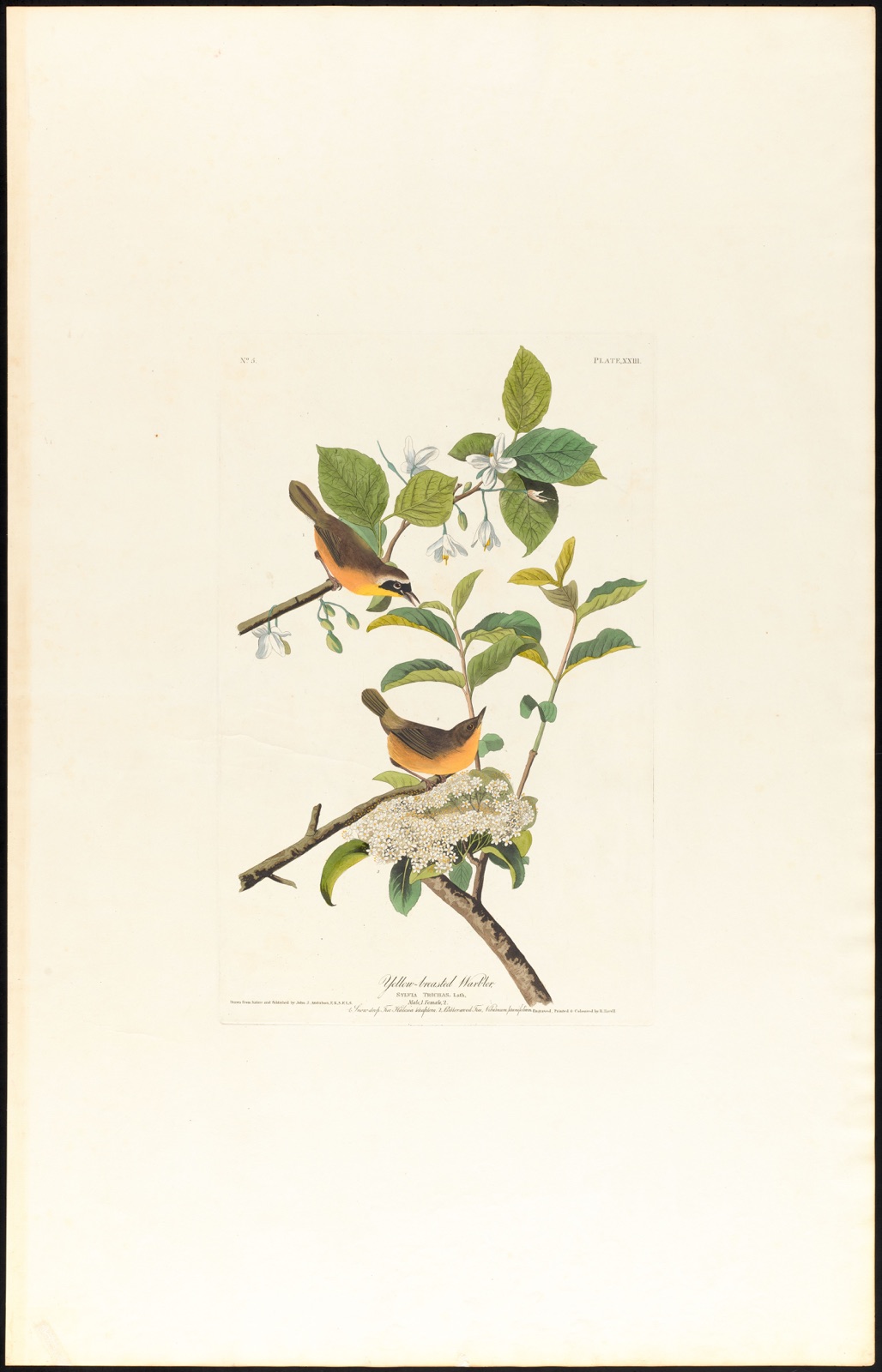 Yellow-breasted warbler — Audubon, John James, 1785-1851 (Artist); Havell, Robert, 1793-1878 (Engraver)