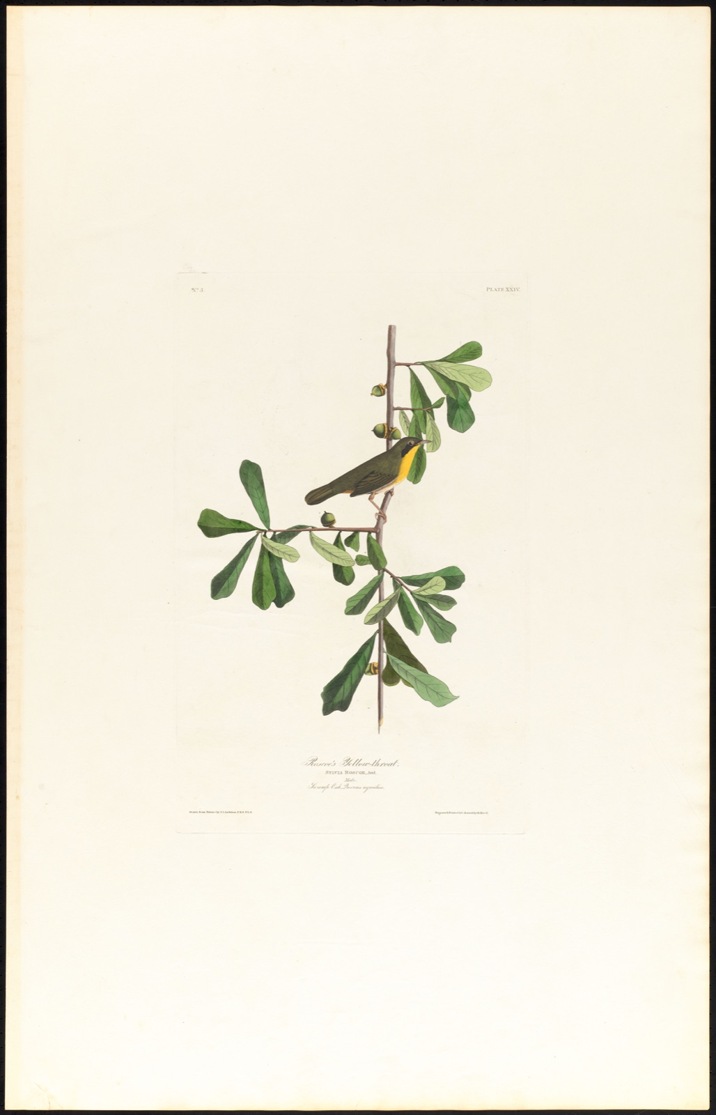 Roscoe's yellow-throat — Audubon, John James, 1785-1851 (Artist); Havell, Robert, 1793-1878 (Engraver)