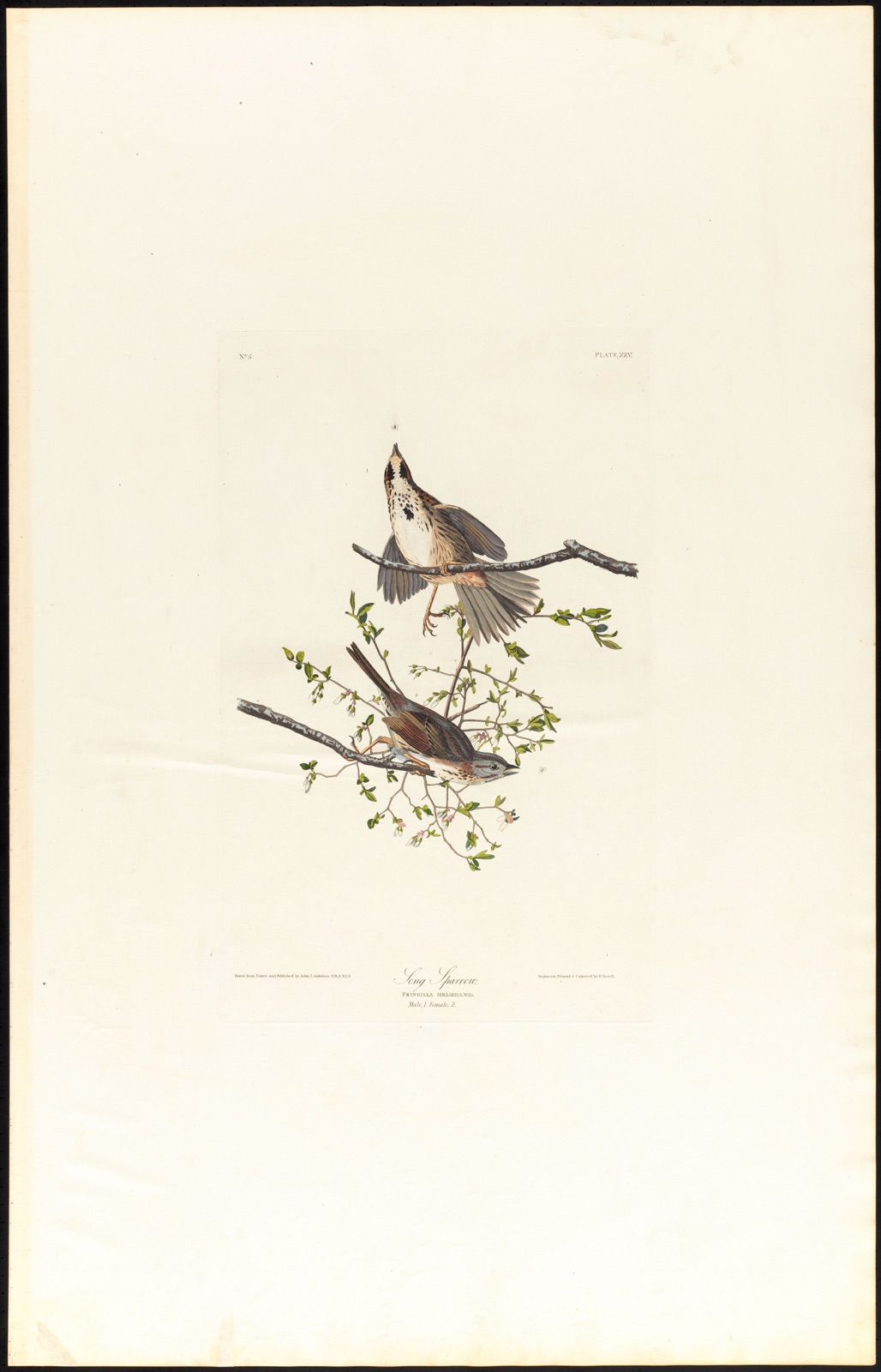 Song sparrow — Audubon, John James, 1785-1851 (Artist); Havell, Robert, 1793-1878 (Engraver)